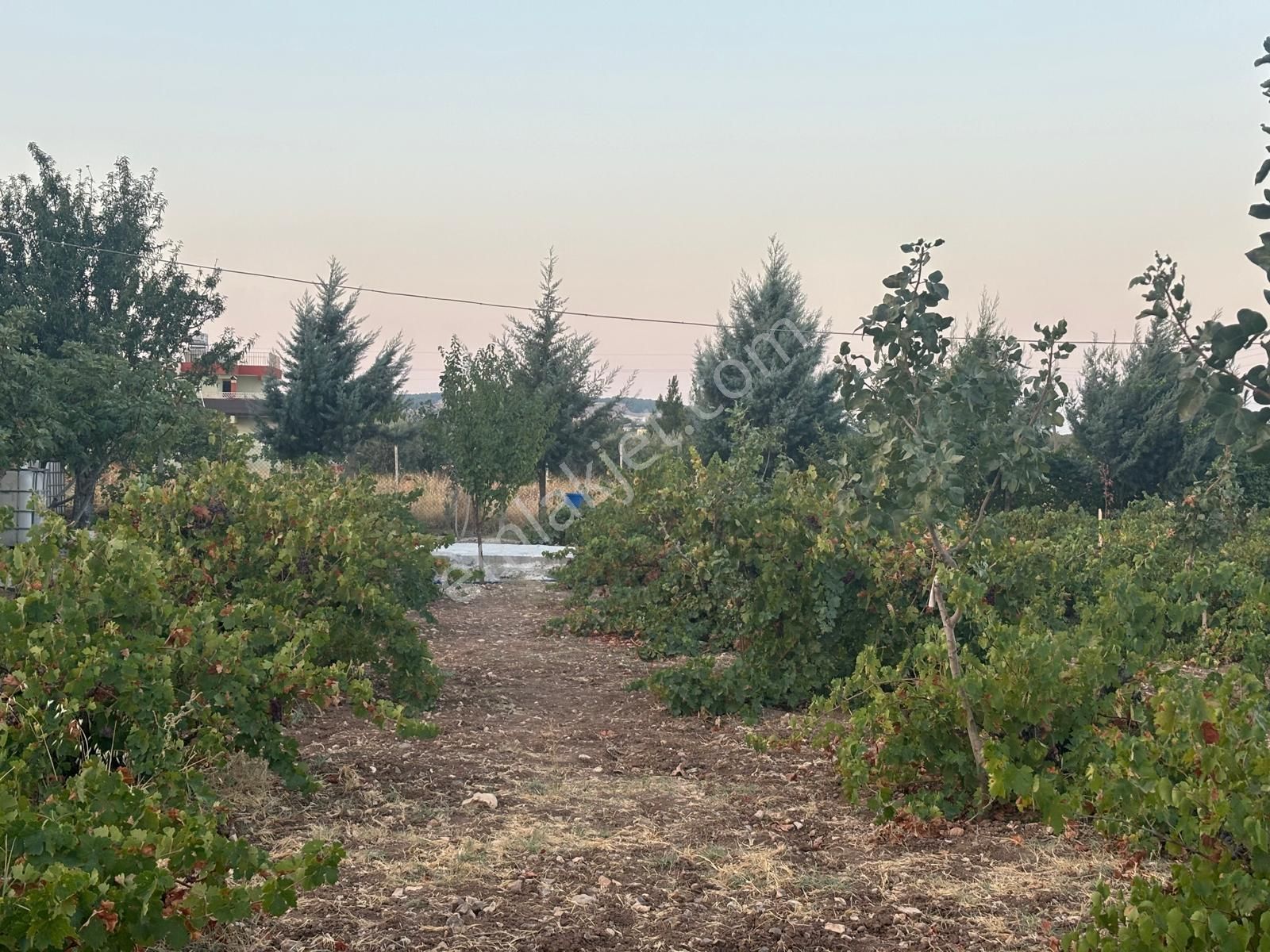 Kılınç Emlak'tan Gölpiyar'da Satılık 2.5 Dönüm Bağevi - Görsel 22