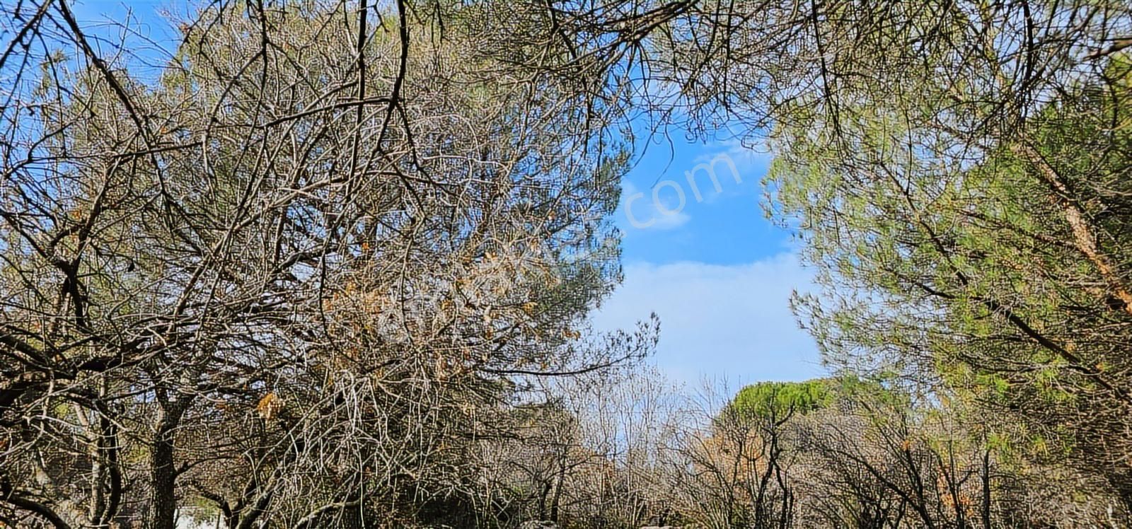 Ayvalık'a 30 Km /kozak Aşağıbey Köyü /250 M2 Konut İmarlı Arsa - Görsel 12