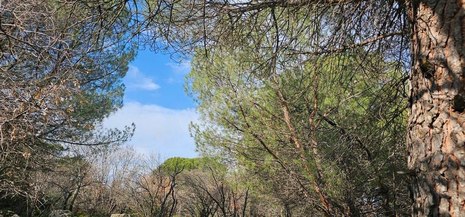 Ayvalık'a 30 Km /kozak Aşağıbey Köyü /250 M2 Konut İmarlı Arsa - Görsel 4
