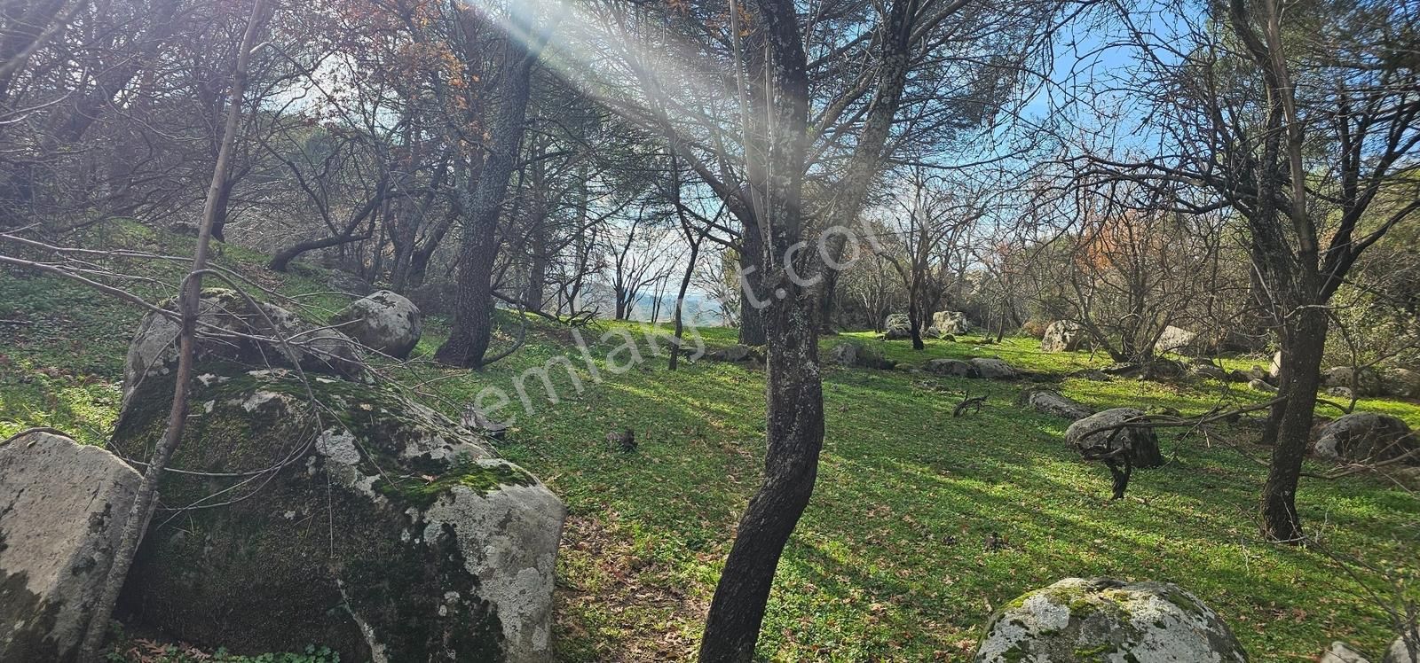 Ayvalık'a 30 Km /kozak Aşağıbey Köyü /250 M2 Konut İmarlı Arsa - Görsel 3