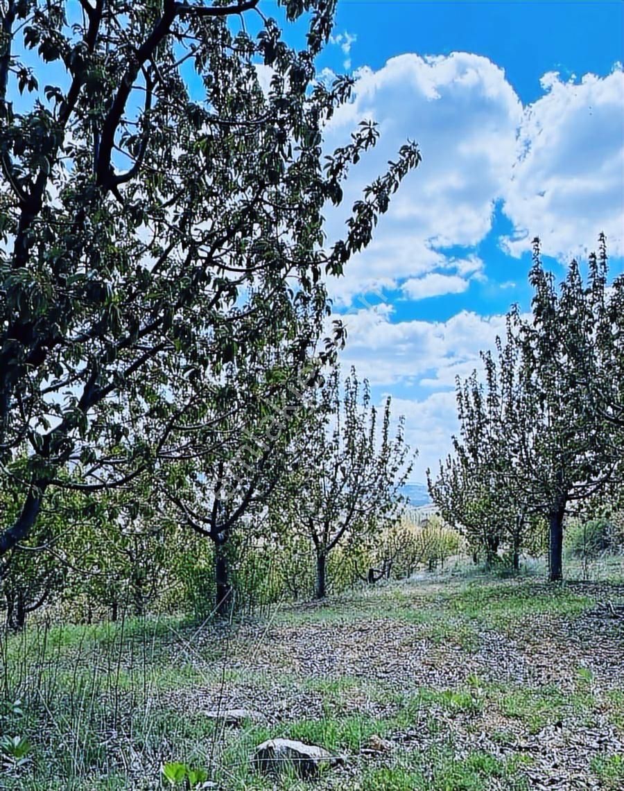 Manisa Boyacık'ta Anayol Cepheli 16 Dönüm Satılık Bahçe - Görsel 3