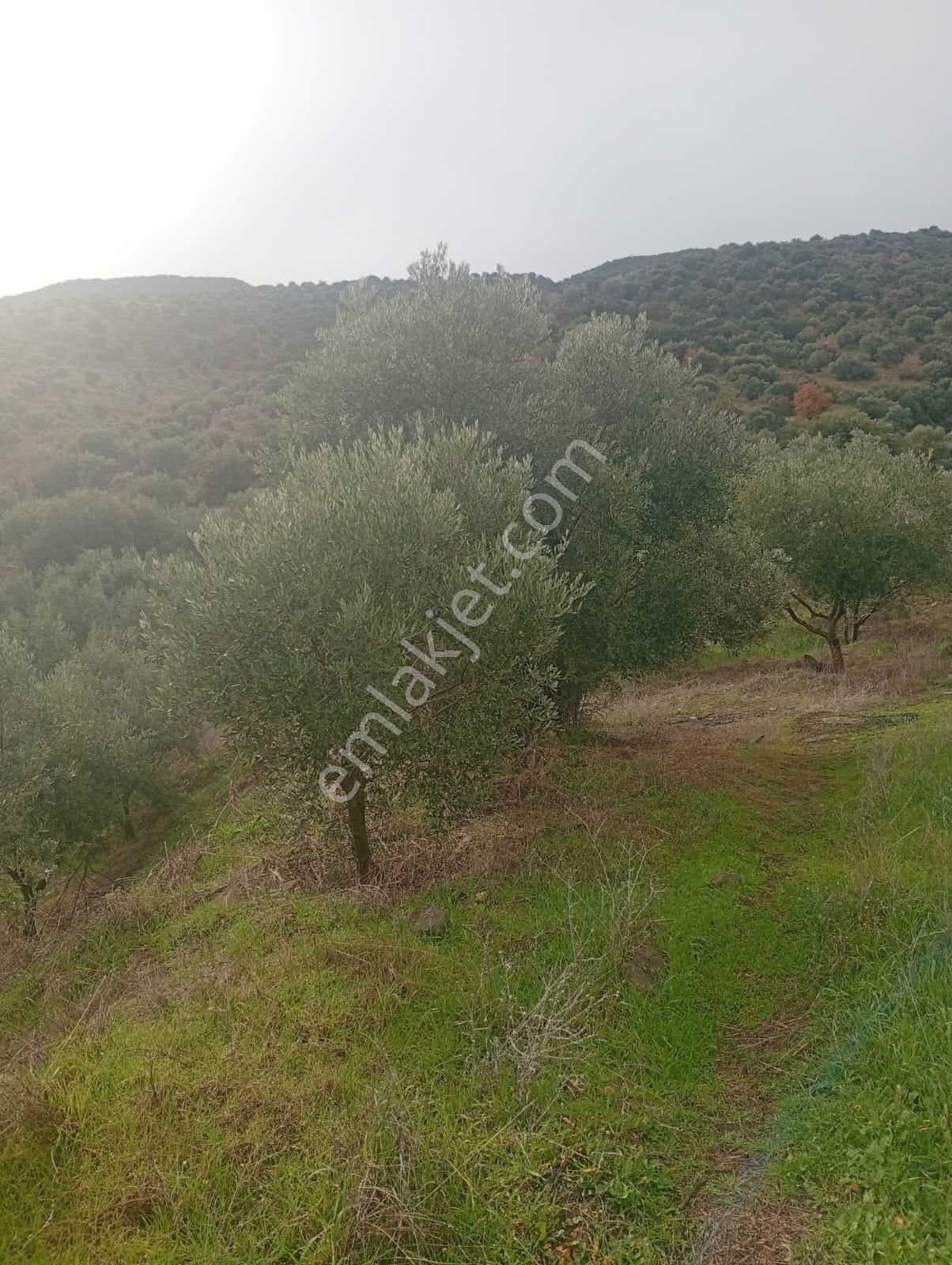 Alamut Mahallesi'nde Köyler Arası Asfalta Sıfır 3400m2 Zeytinlik - Görsel 7