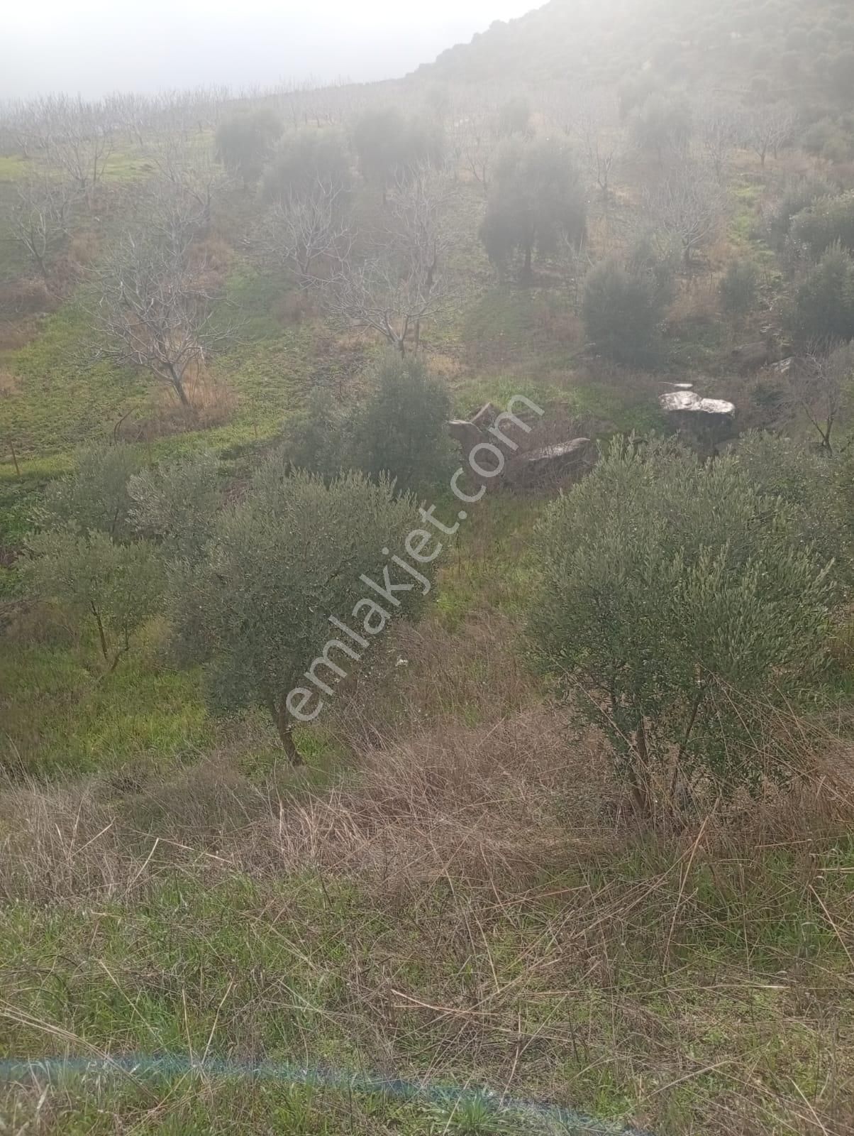 Alamut Mahallesi'nde Köyler Arası Asfalta Sıfır 3400m2 Zeytinlik - Görsel 11