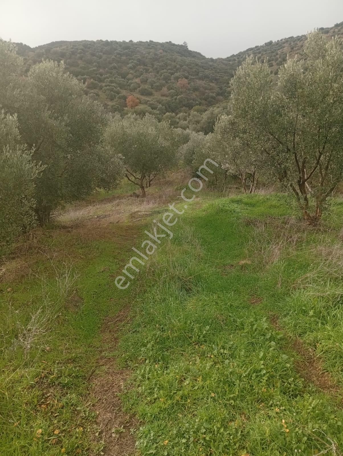 Alamut Mahallesi'nde Köyler Arası Asfalta Sıfır 3400m2 Zeytinlik - Görsel 3