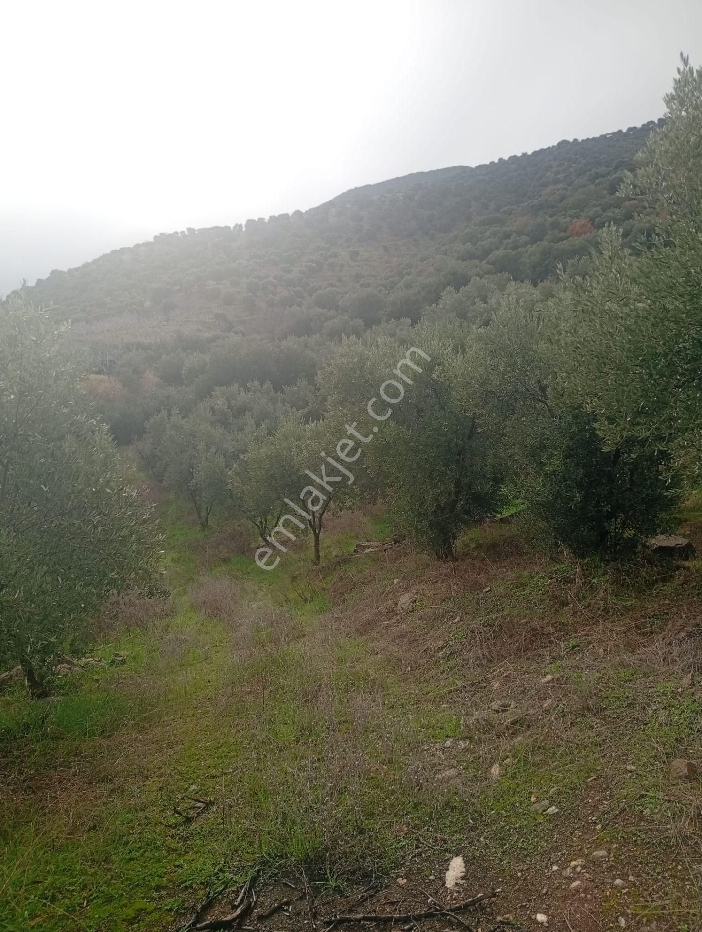 Alamut Mahallesi'nde Köyler Arası Asfalta Sıfır 3400m2 Zeytinlik - Görsel 12