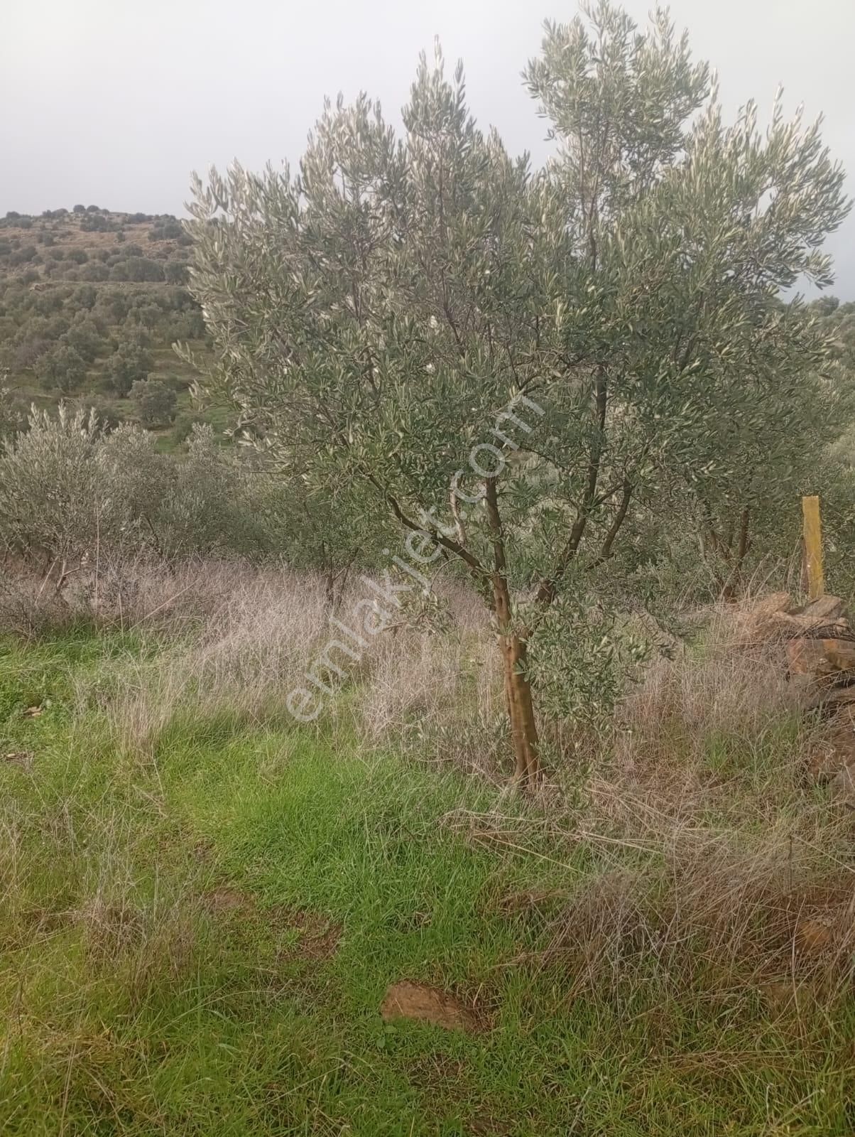 Alamut Mahallesi'nde Köyler Arası Asfalta Sıfır 3400m2 Zeytinlik - Görsel 8