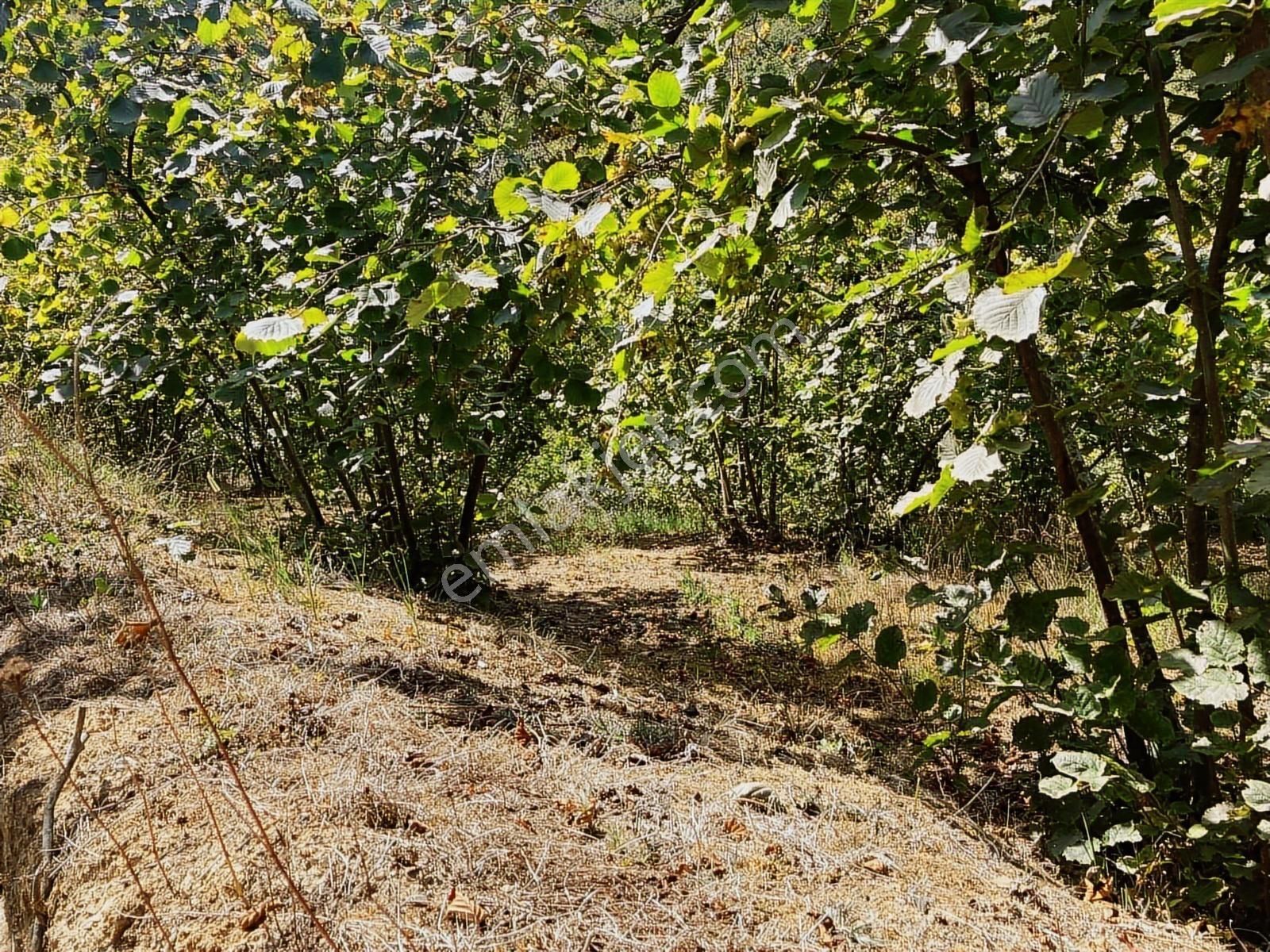 Sakarya Karasuda 7.216 M2 Kaçırılmayacak Satılık Fındık Bahçesi! - Görsel 13