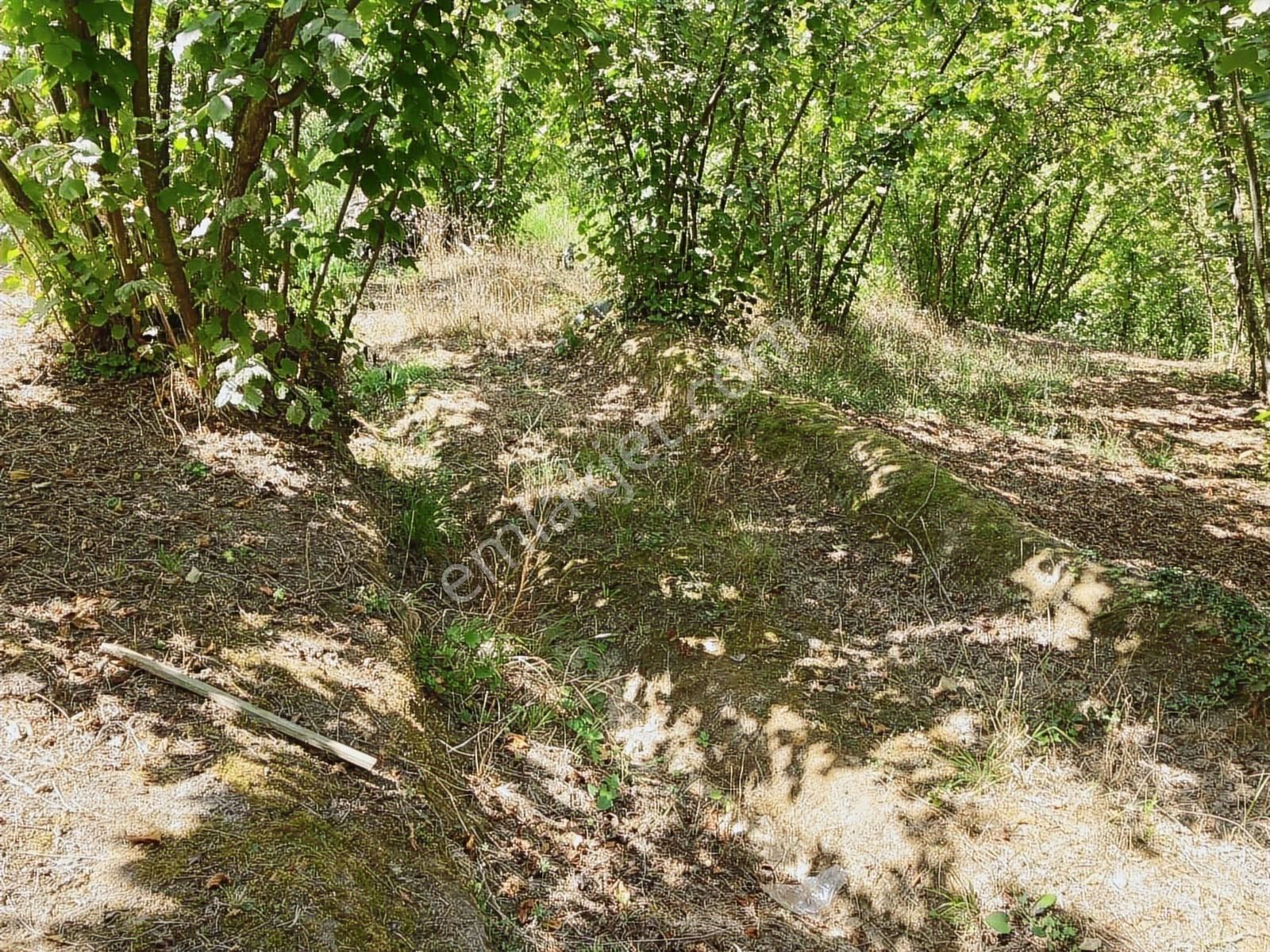 Sakarya Karasuda 7.216 M2 Kaçırılmayacak Satılık Fındık Bahçesi! - Görsel 17