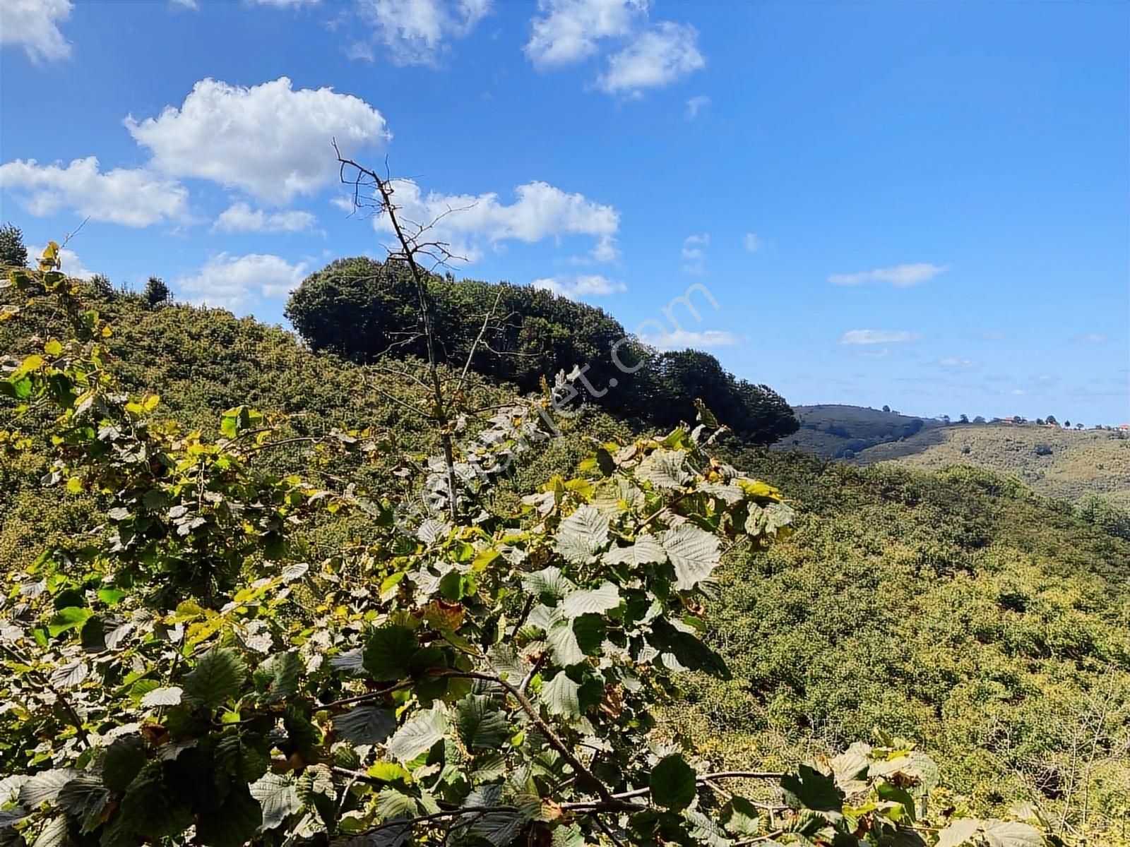 Sakarya Karasuda 7.216 M2 Kaçırılmayacak Satılık Fındık Bahçesi! - Görsel 18