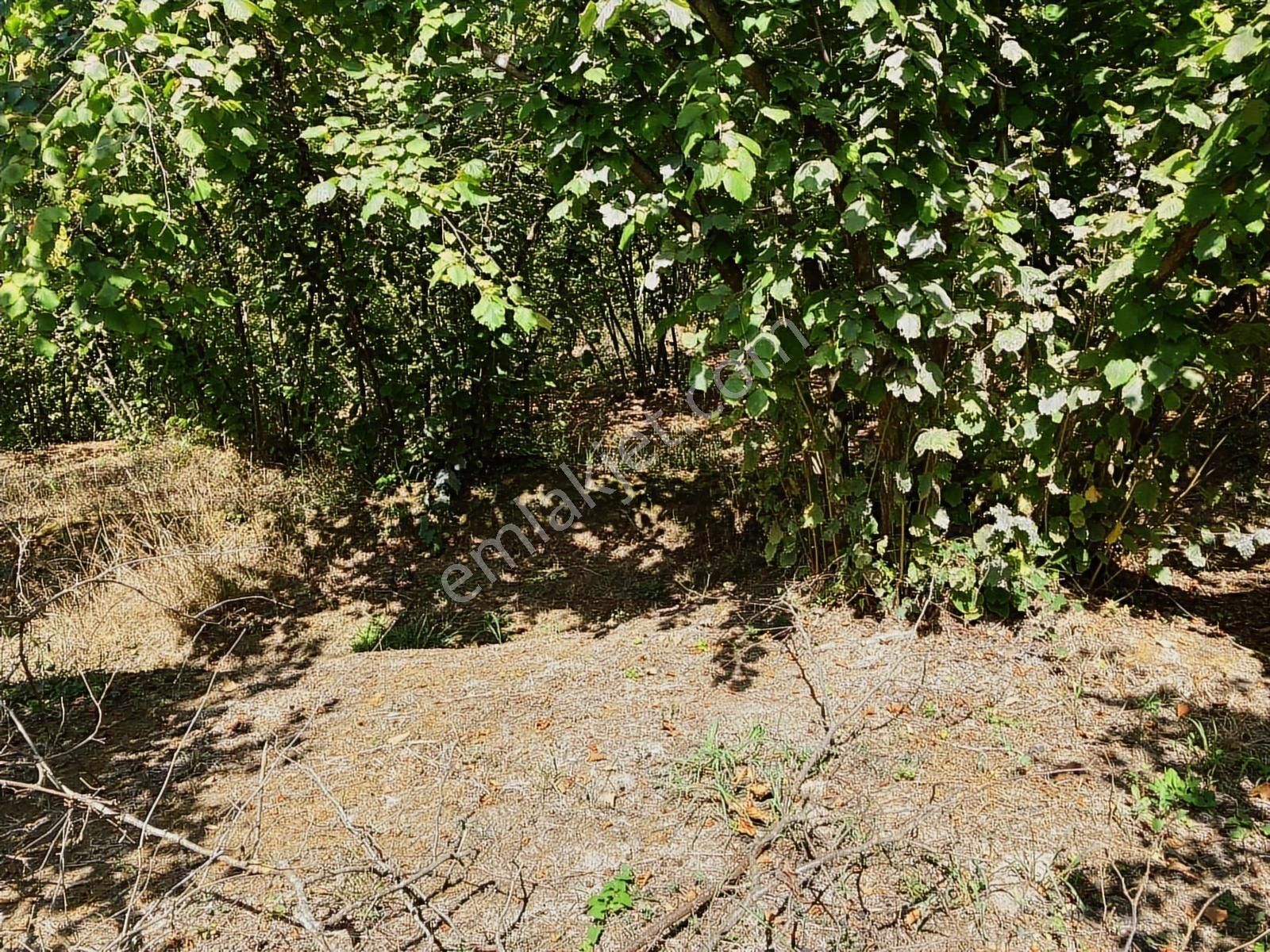 Sakarya Karasuda 7.216 M2 Kaçırılmayacak Satılık Fındık Bahçesi! - Görsel 12