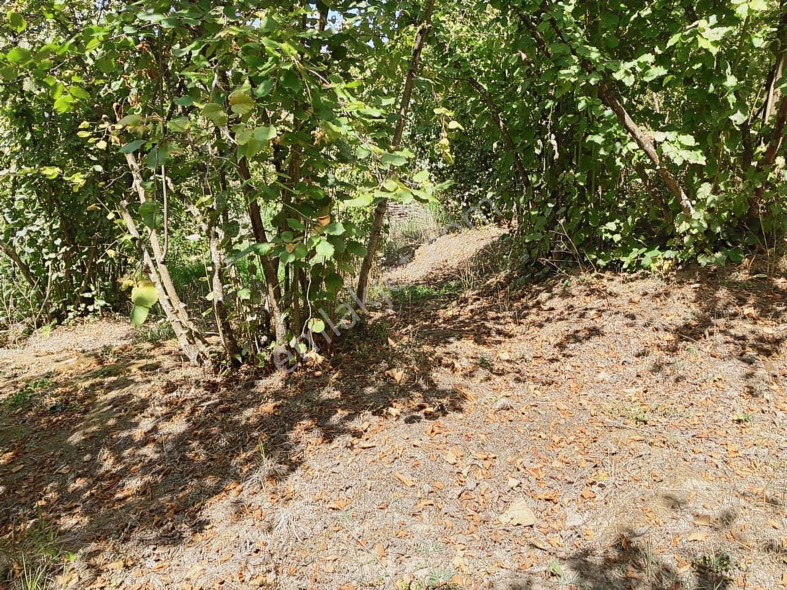 Sakarya Karasuda 7.216 M2 Kaçırılmayacak Satılık Fındık Bahçesi! - Görsel 19