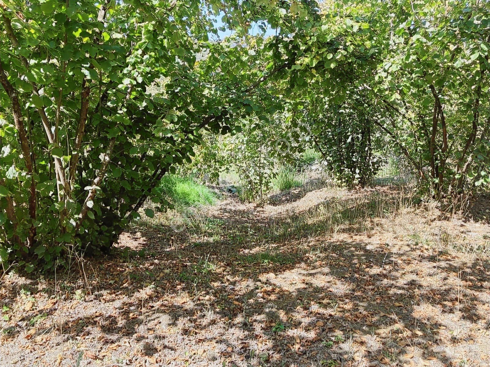 Sakarya Karasuda 7.216 M2 Kaçırılmayacak Satılık Fındık Bahçesi! - Görsel 7