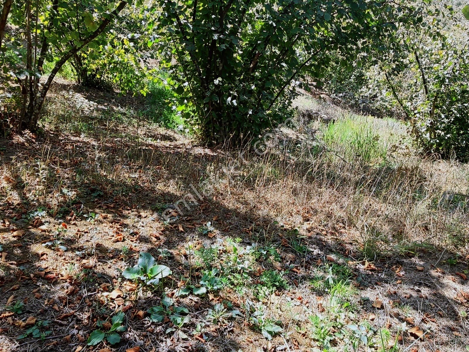 Sakarya Karasuda 7.216 M2 Kaçırılmayacak Satılık Fındık Bahçesi! - Görsel 3