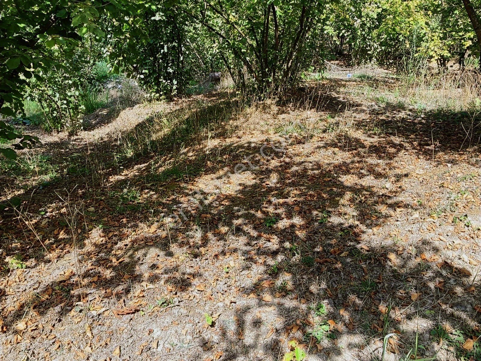 Sakarya Karasuda 7.216 M2 Kaçırılmayacak Satılık Fındık Bahçesi! - Görsel 27