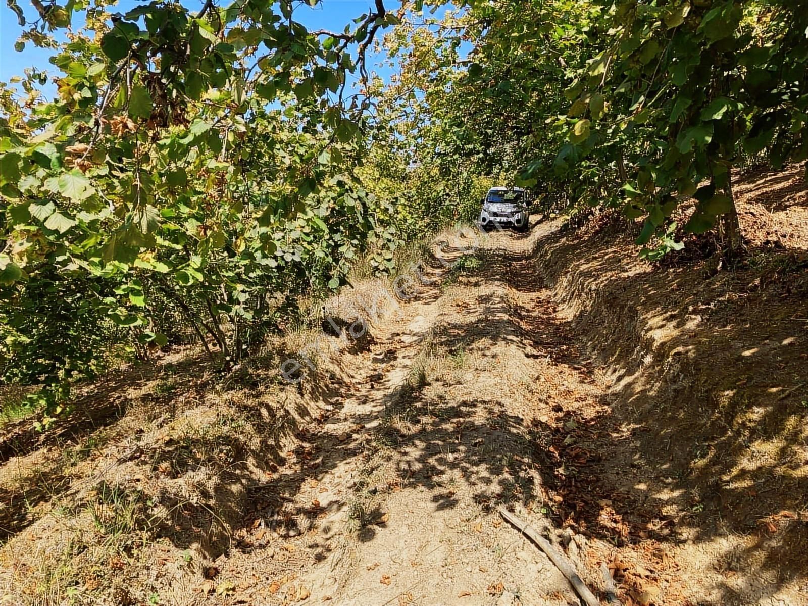 Sakarya Karasuda 7.216 M2 Kaçırılmayacak Satılık Fındık Bahçesi! - Görsel 31