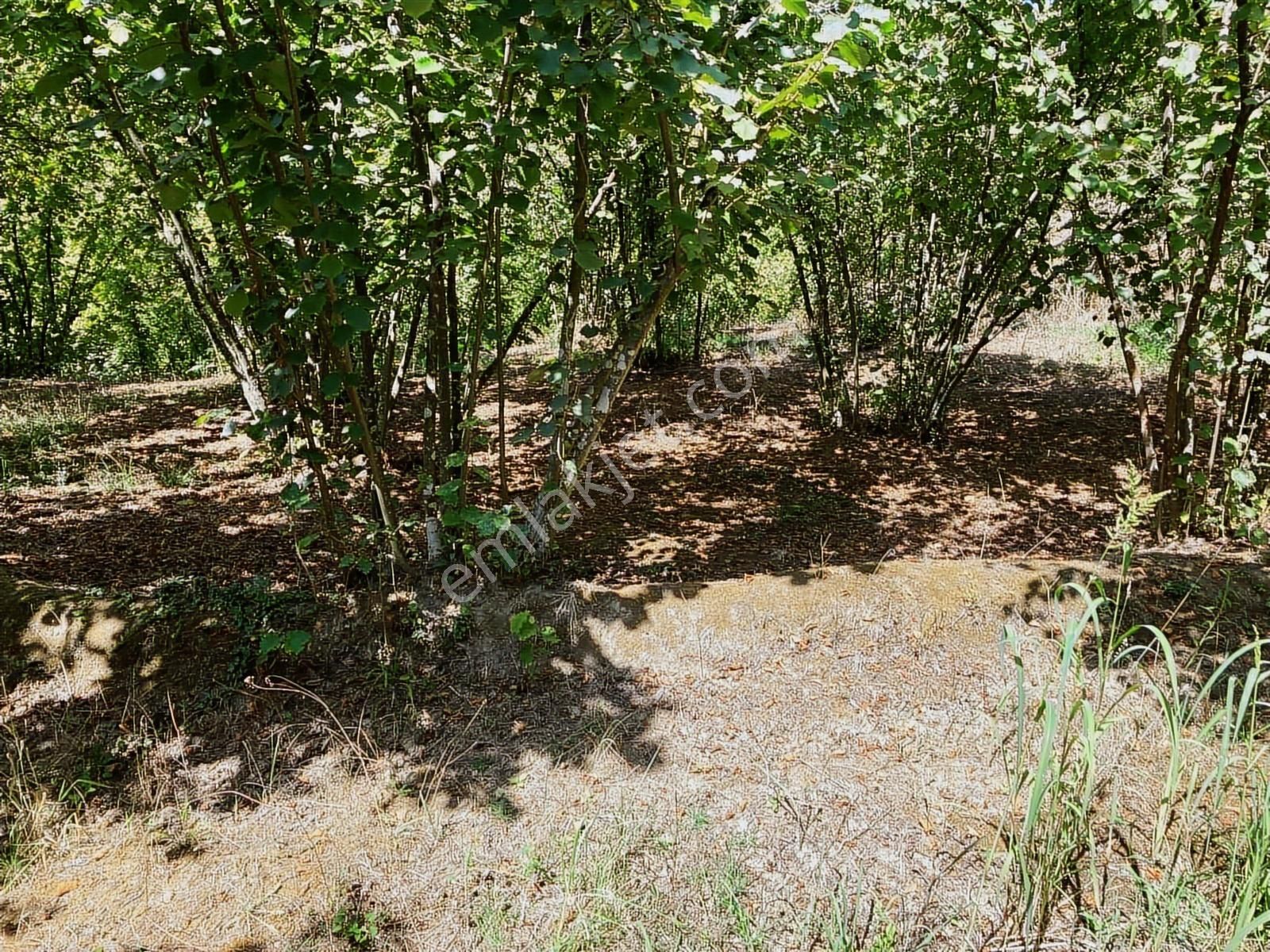 Sakarya Karasuda 7.216 M2 Kaçırılmayacak Satılık Fındık Bahçesi! - Görsel 4