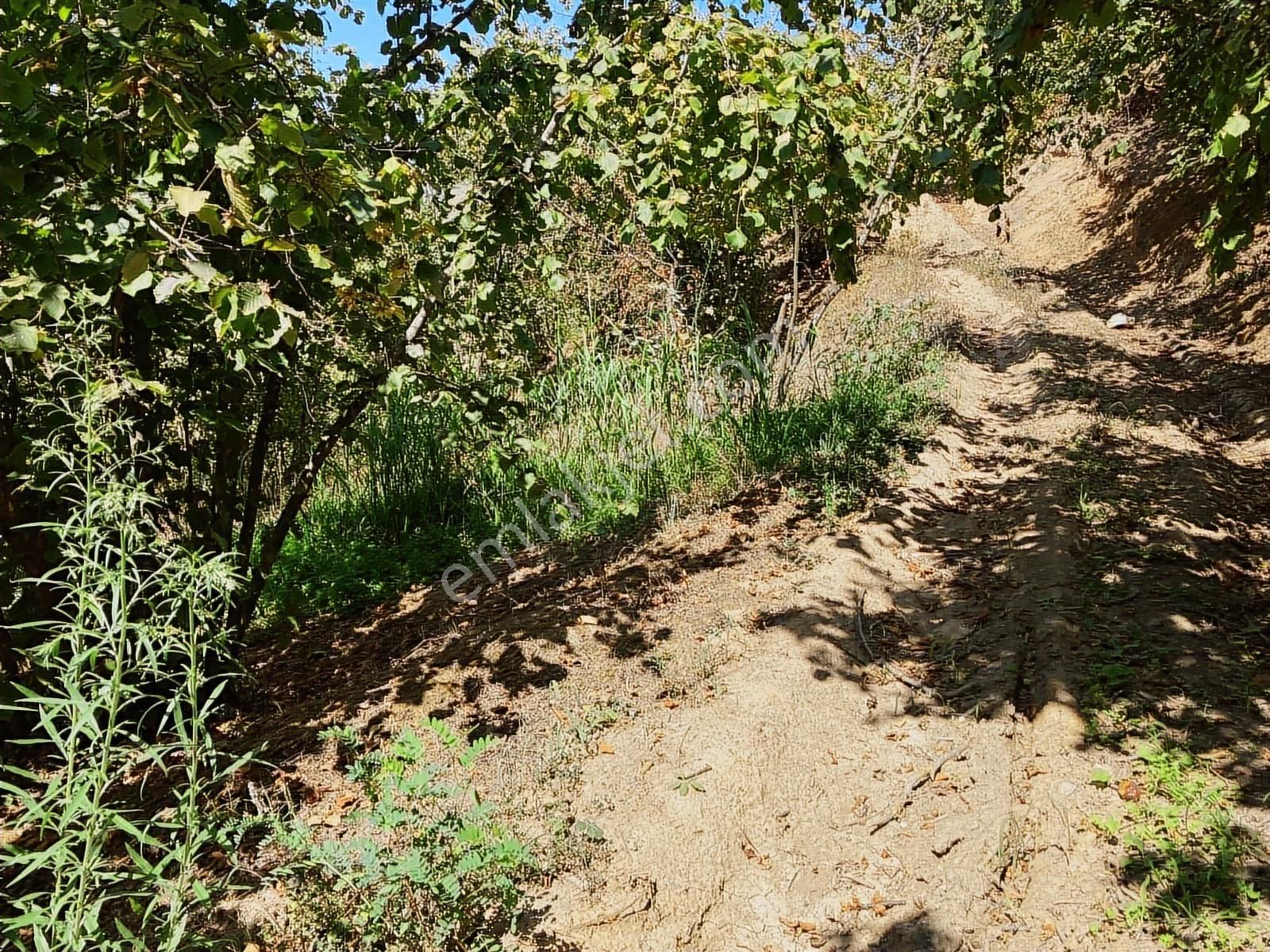 Sakarya Karasuda 7.216 M2 Kaçırılmayacak Satılık Fındık Bahçesi! - Görsel 33