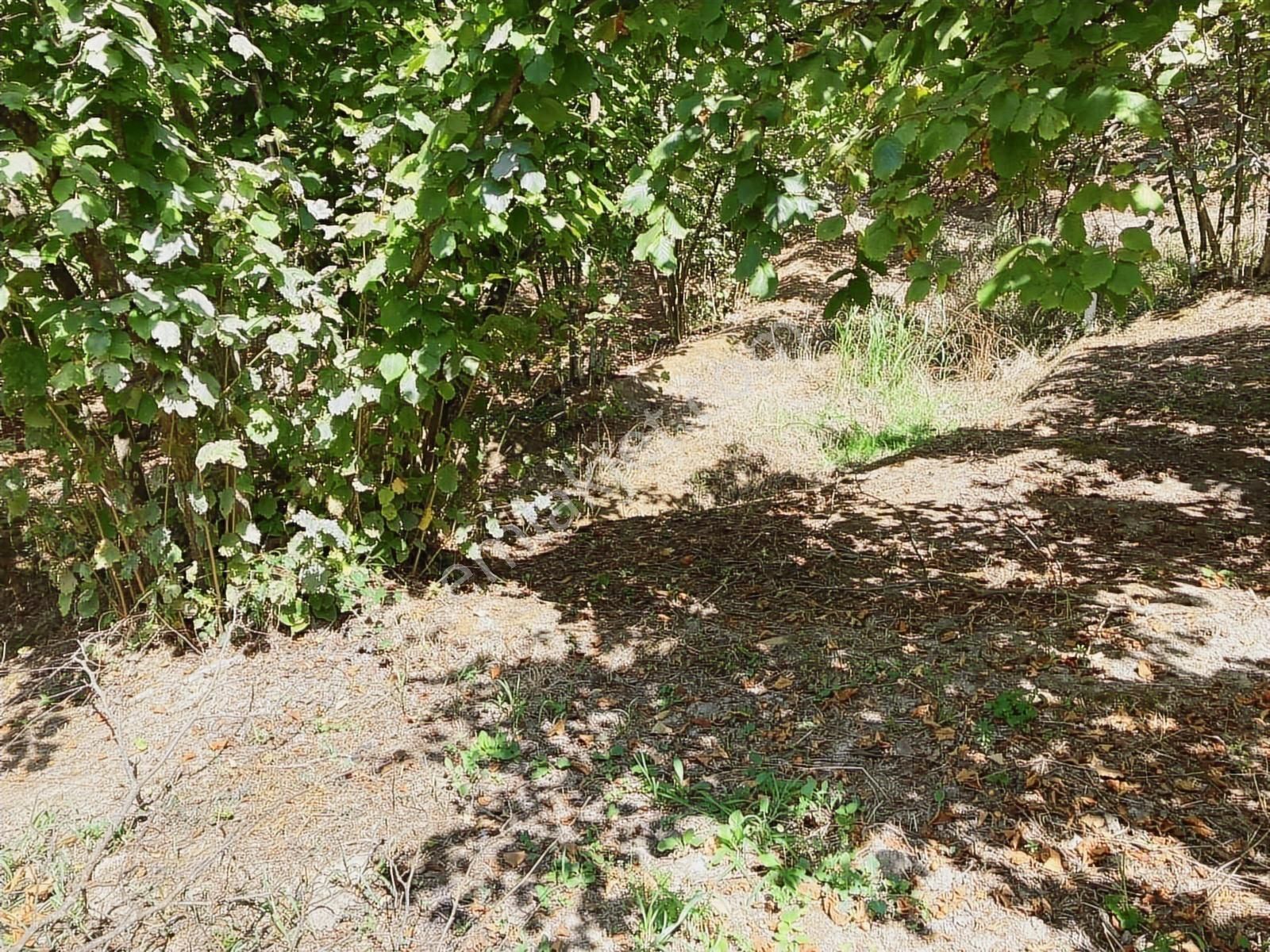 Sakarya Karasuda 7.216 M2 Kaçırılmayacak Satılık Fındık Bahçesi! - Görsel 25