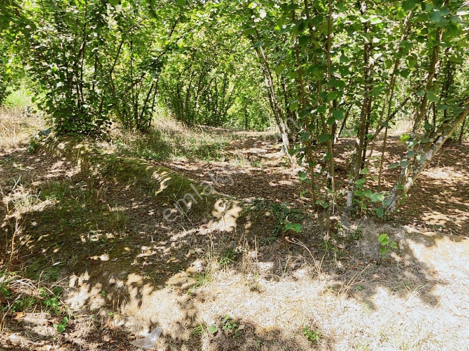 Sakarya Karasuda 7.216 M2 Kaçırılmayacak Satılık Fındık Bahçesi! - Görsel 22