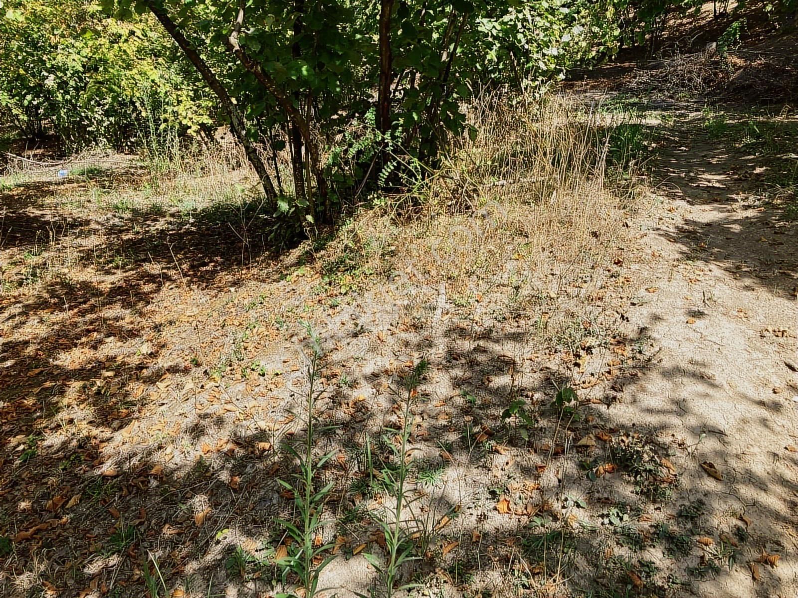 Sakarya Karasuda 7.216 M2 Kaçırılmayacak Satılık Fındık Bahçesi! - Görsel 32