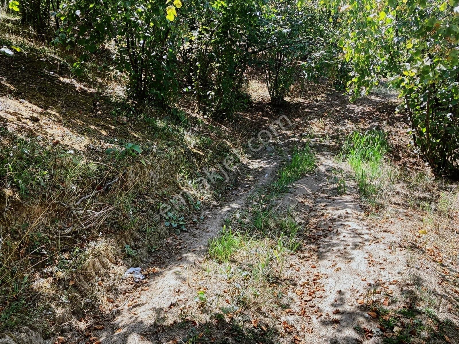 Sakarya Karasuda 7.216 M2 Kaçırılmayacak Satılık Fındık Bahçesi! - Görsel 35