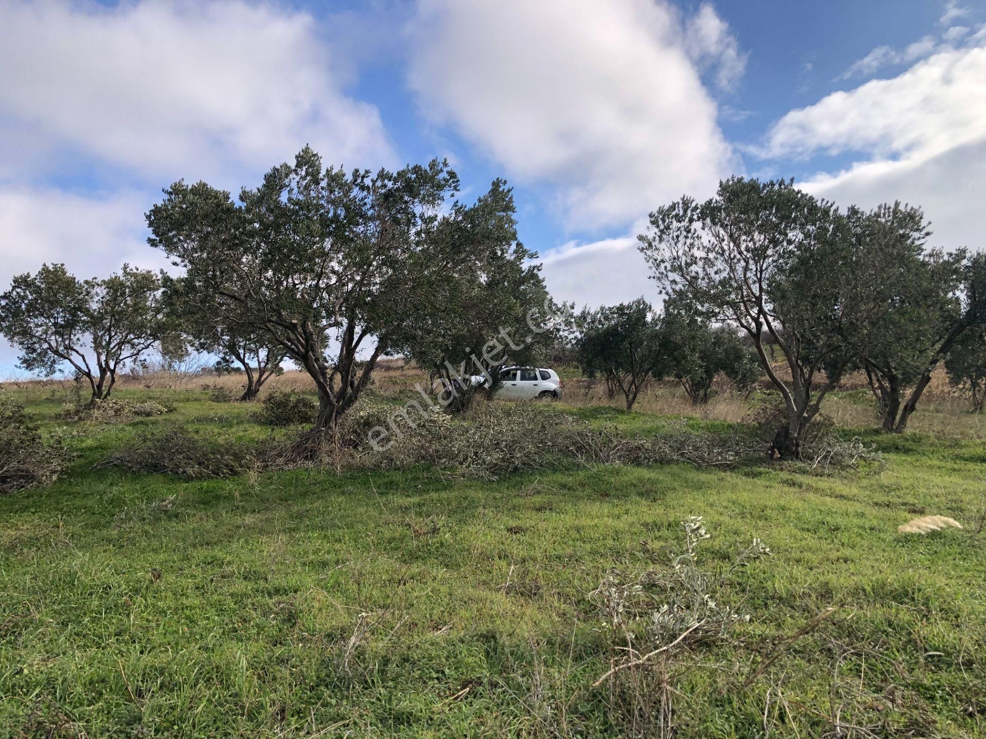 Şarköyde Işık Emlakta Güzelköy Mah De 5800 M2 Zeytinlik - Görsel 2