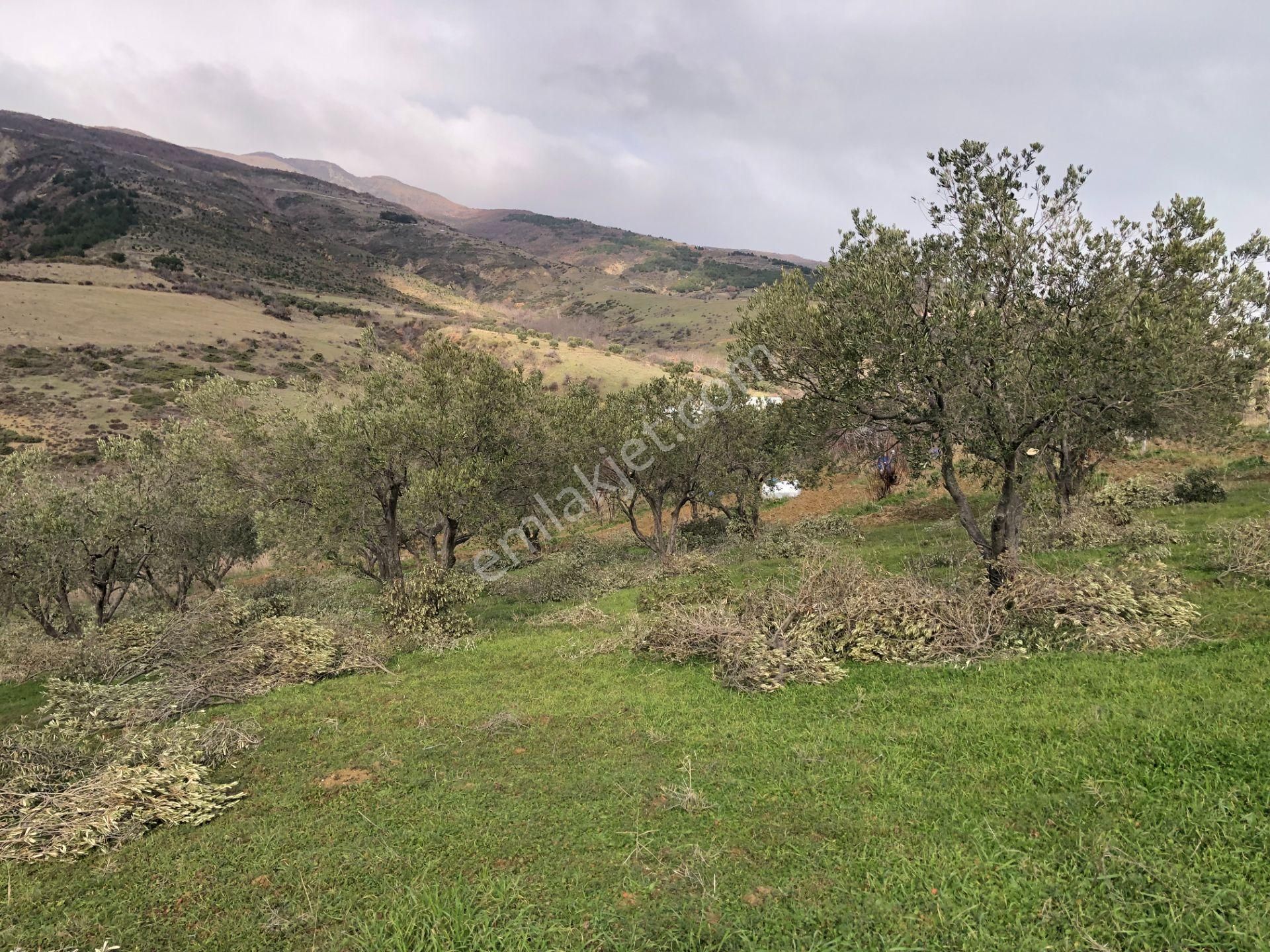 Şarköyde Işık Emlakta Güzelköy Mah De 5800 M2 Zeytinlik - Görsel 12