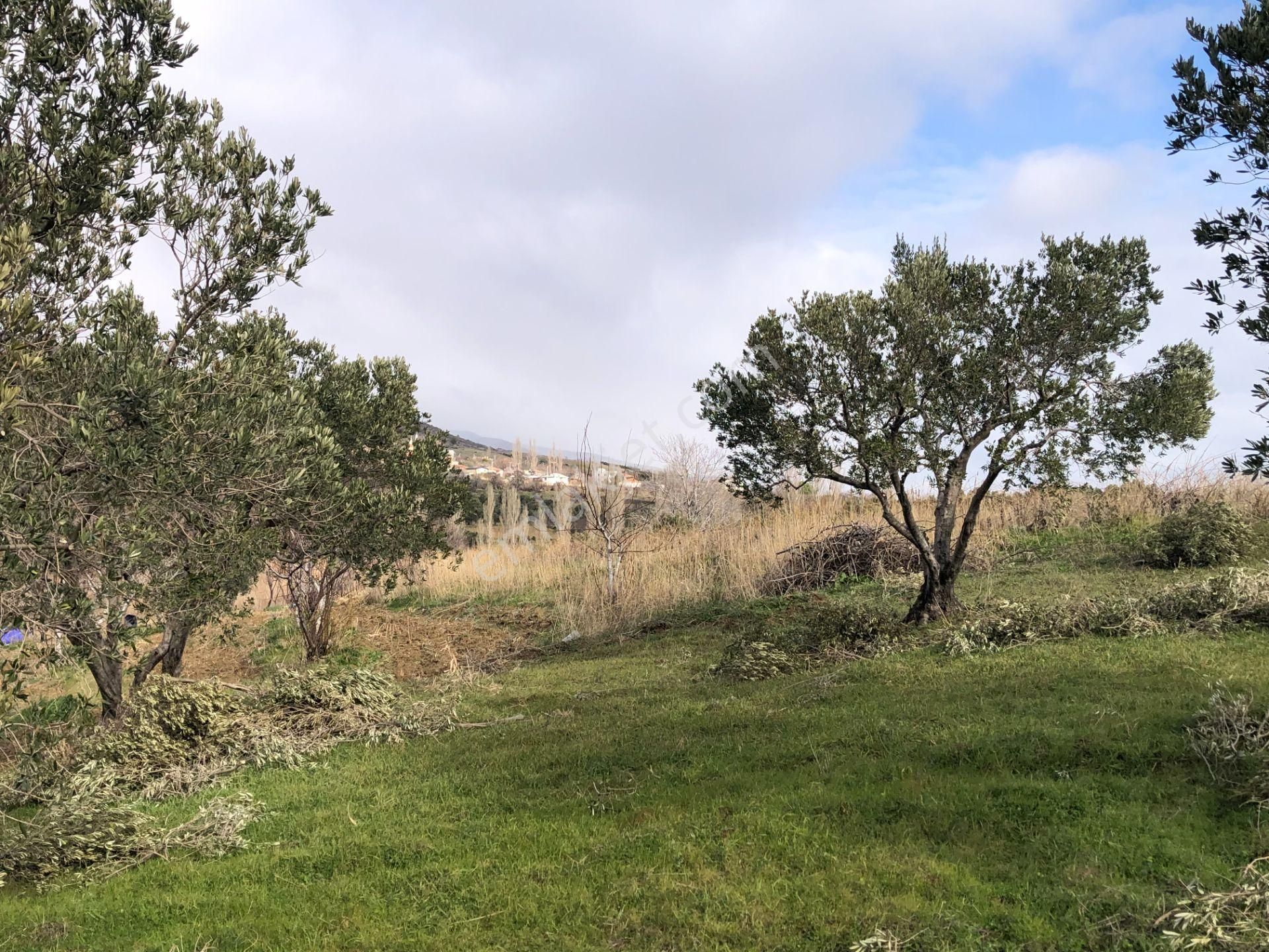 Şarköyde Işık Emlakta Güzelköy Mah De 5800 M2 Zeytinlik - Görsel 11