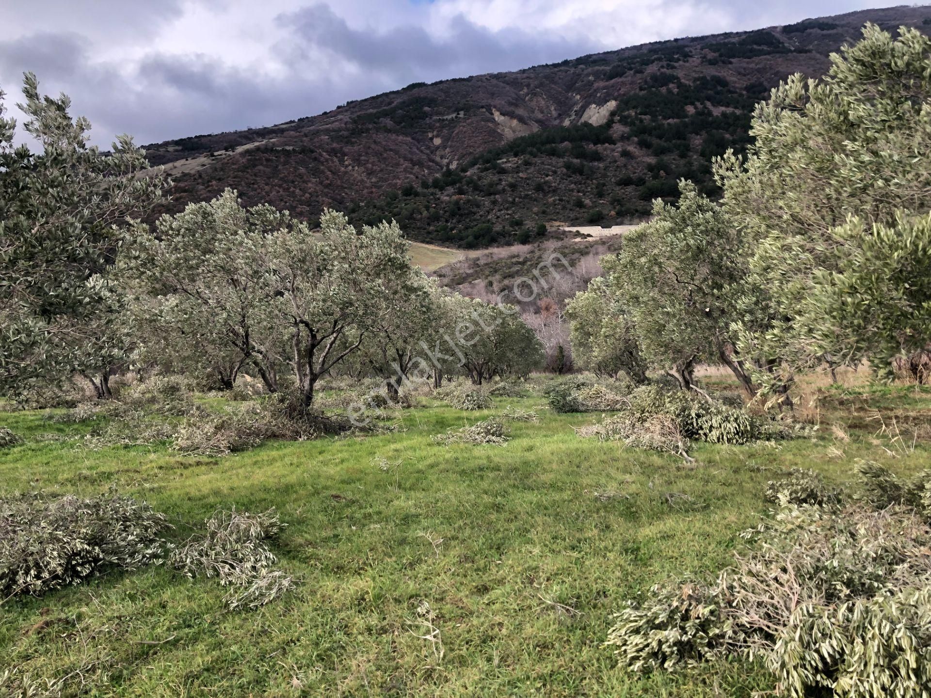 Şarköyde Işık Emlakta Güzelköy Mah De 5800 M2 Zeytinlik - Görsel 17