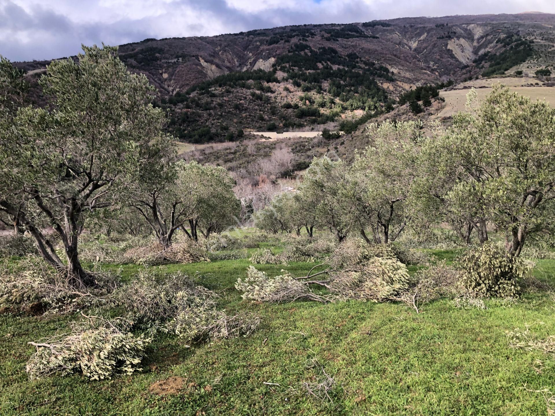 Şarköyde Işık Emlakta Güzelköy Mah De 5800 M2 Zeytinlik - Görsel 9