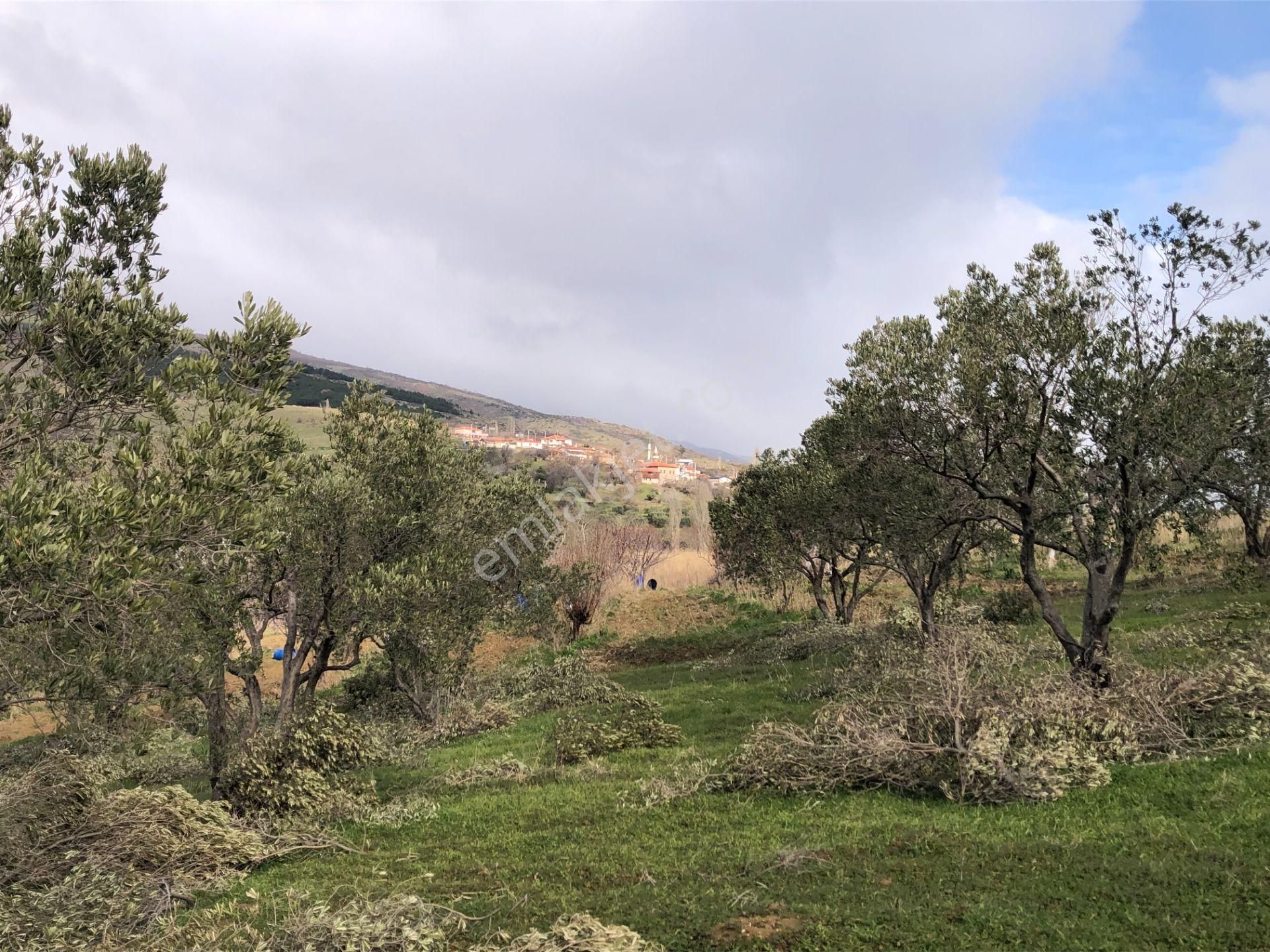 Şarköyde Işık Emlakta Güzelköy Mah De 5800 M2 Zeytinlik