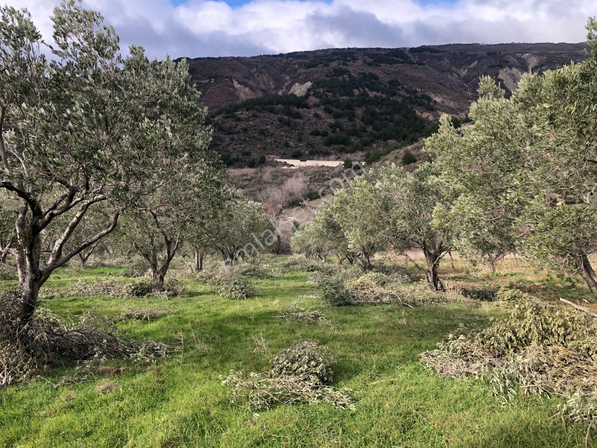 Şarköyde Işık Emlakta Güzelköy Mah De 5800 M2 Zeytinlik - Görsel 14