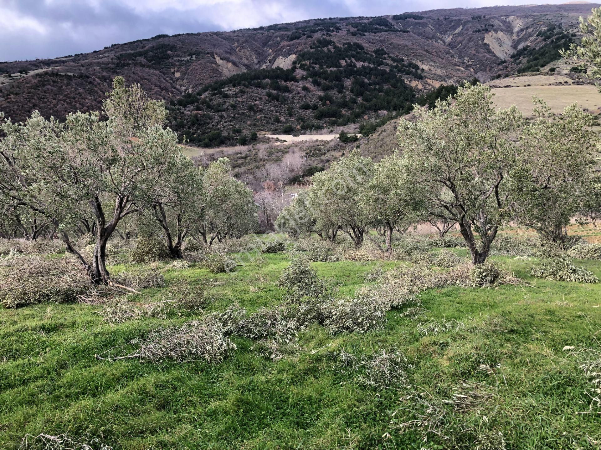 Şarköyde Işık Emlakta Güzelköy Mah De 5800 M2 Zeytinlik - Görsel 13