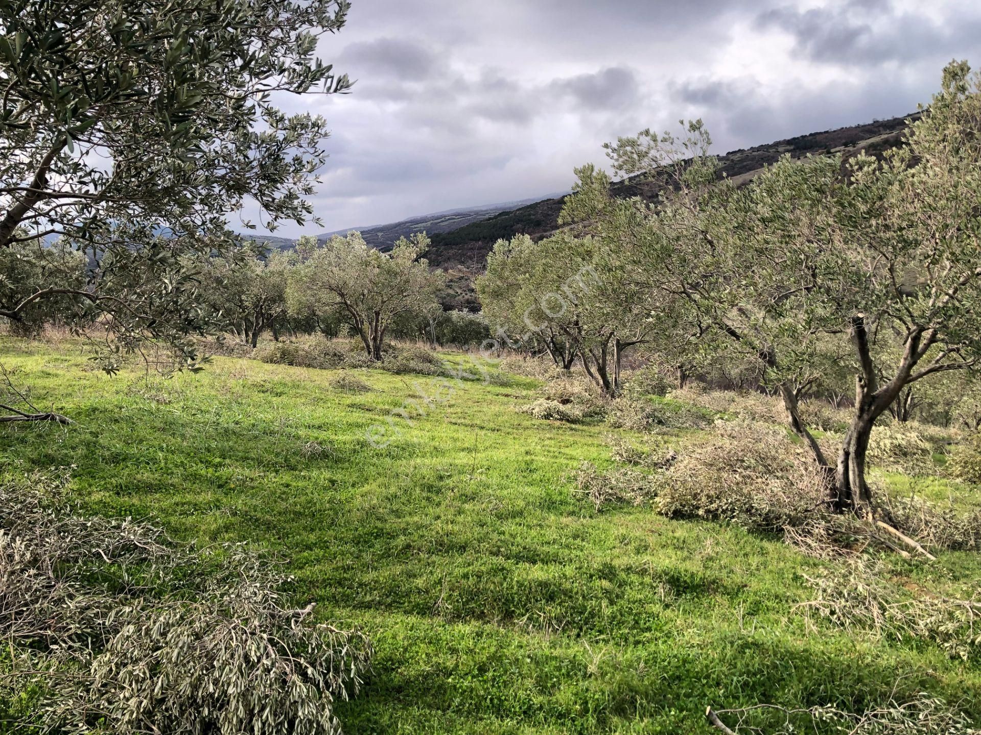 Şarköyde Işık Emlakta Güzelköy Mah De 5800 M2 Zeytinlik - Görsel 6