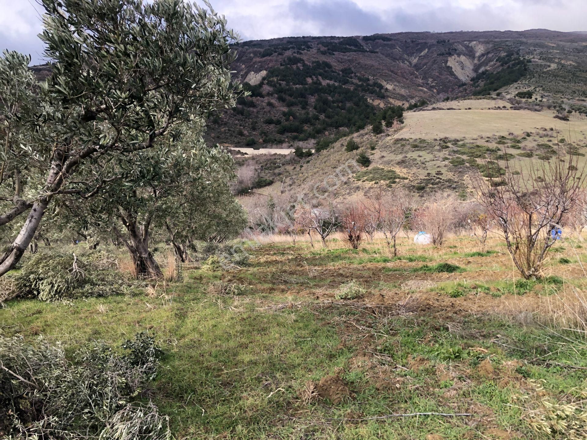 Şarköyde Işık Emlakta Güzelköy Mah De 5800 M2 Zeytinlik - Görsel 19