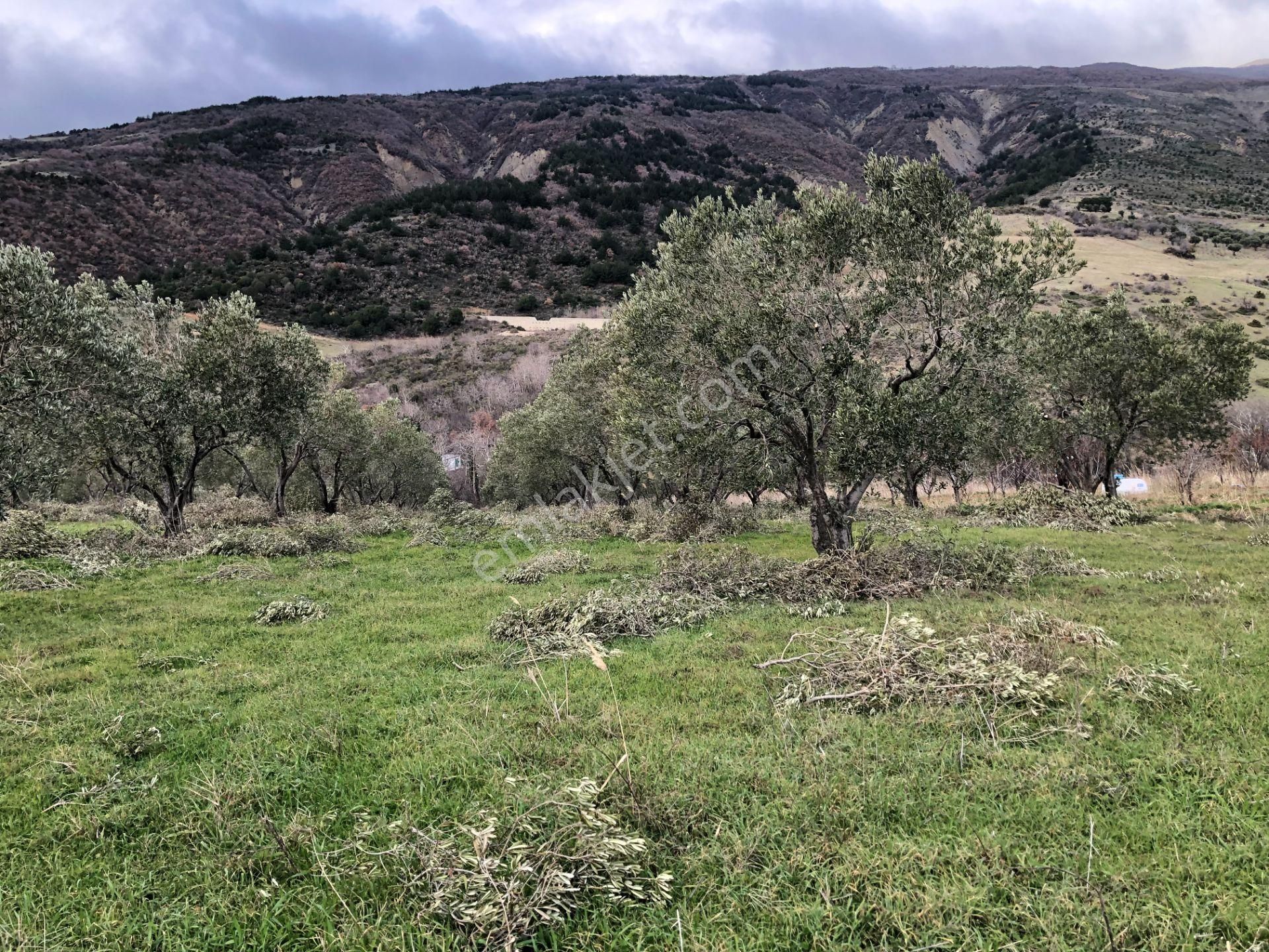 Şarköyde Işık Emlakta Güzelköy Mah De 5800 M2 Zeytinlik - Görsel 8