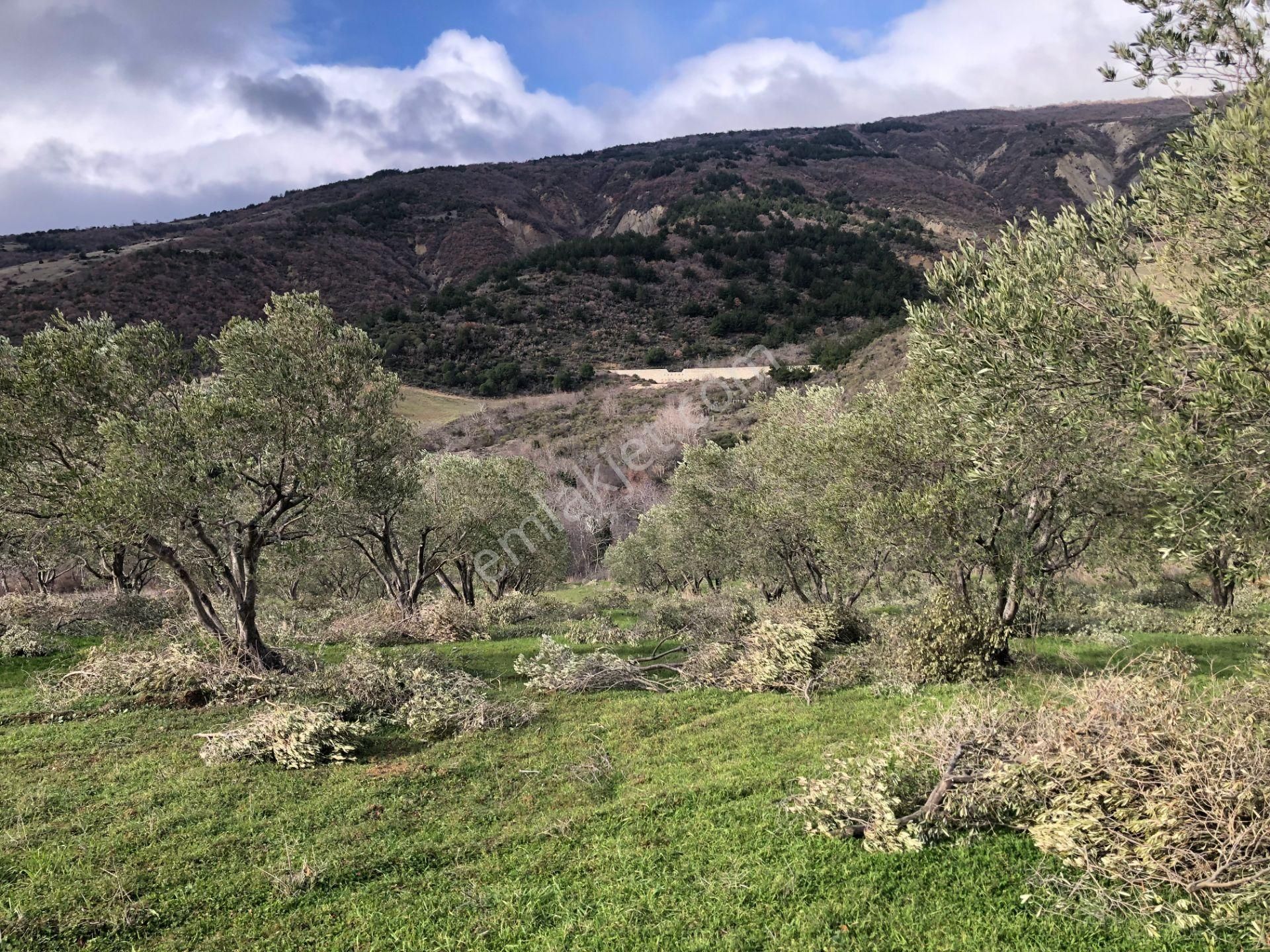 Şarköyde Işık Emlakta Güzelköy Mah De 5800 M2 Zeytinlik - Görsel 7