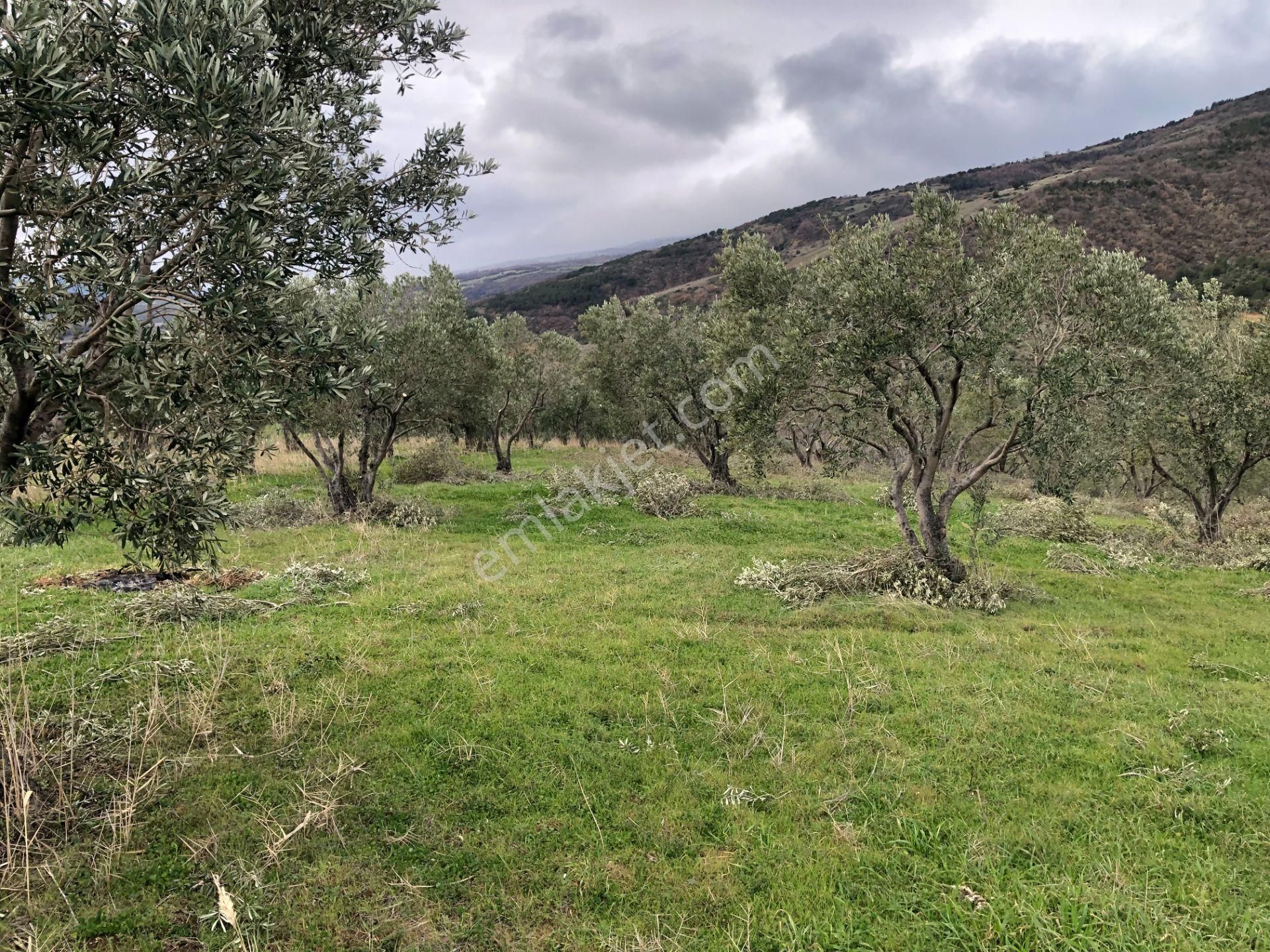 Şarköyde Işık Emlakta Güzelköy Mah De 5800 M2 Zeytinlik - Görsel 16