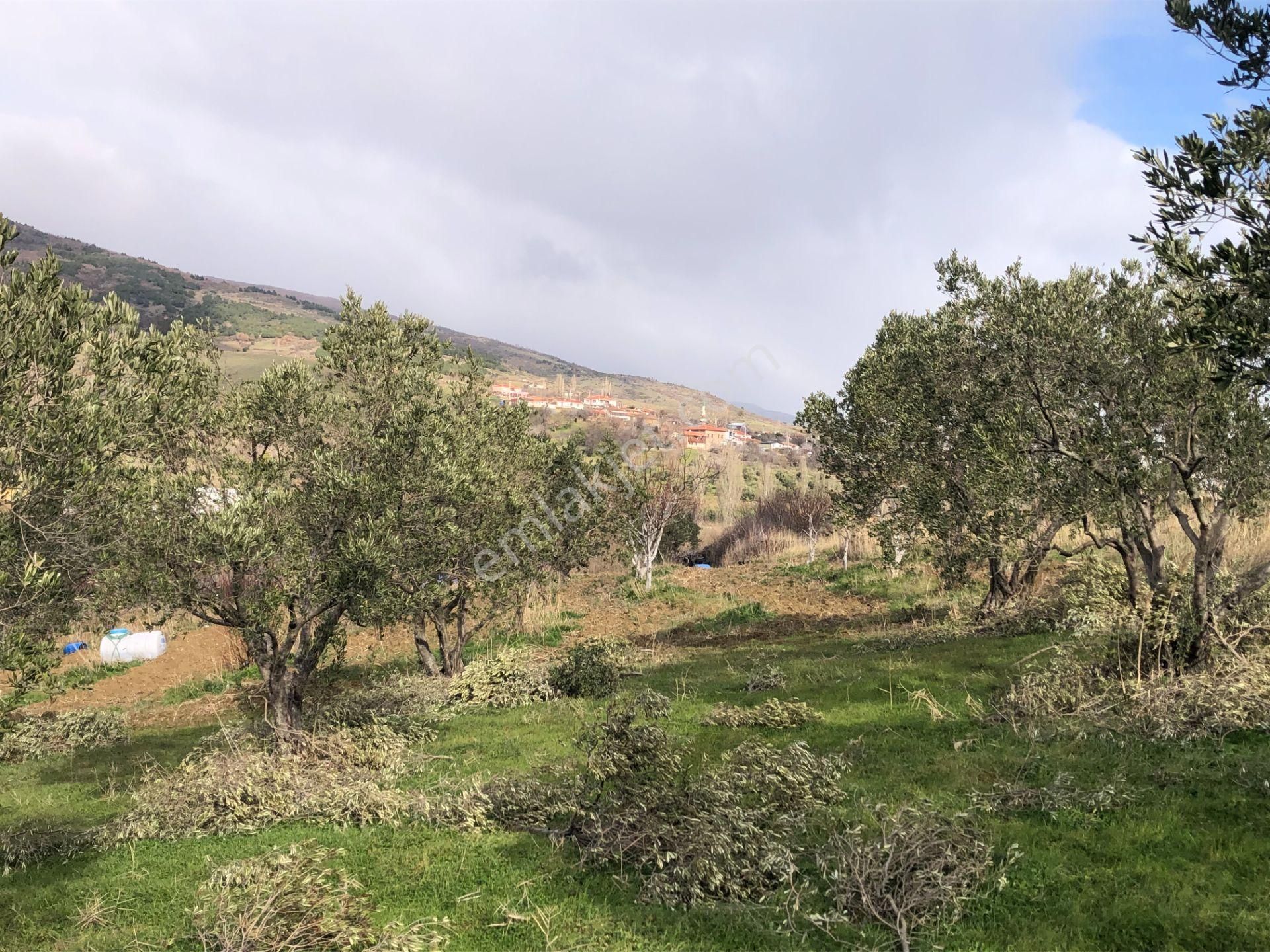 Şarköyde Işık Emlakta Güzelköy Mah De 5800 M2 Zeytinlik - Görsel 4