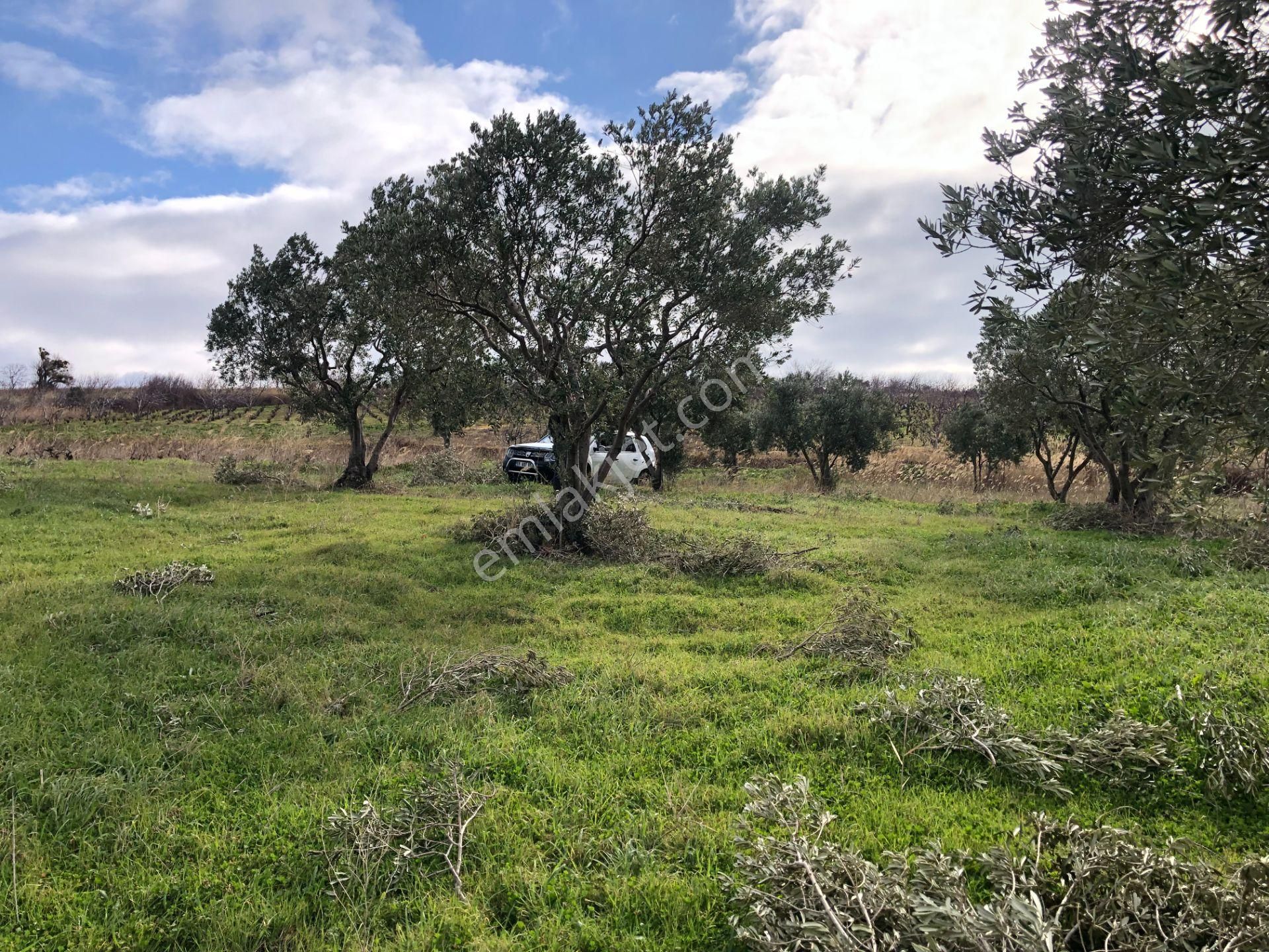 Şarköyde Işık Emlakta Güzelköy Mah De 5800 M2 Zeytinlik - Görsel 10