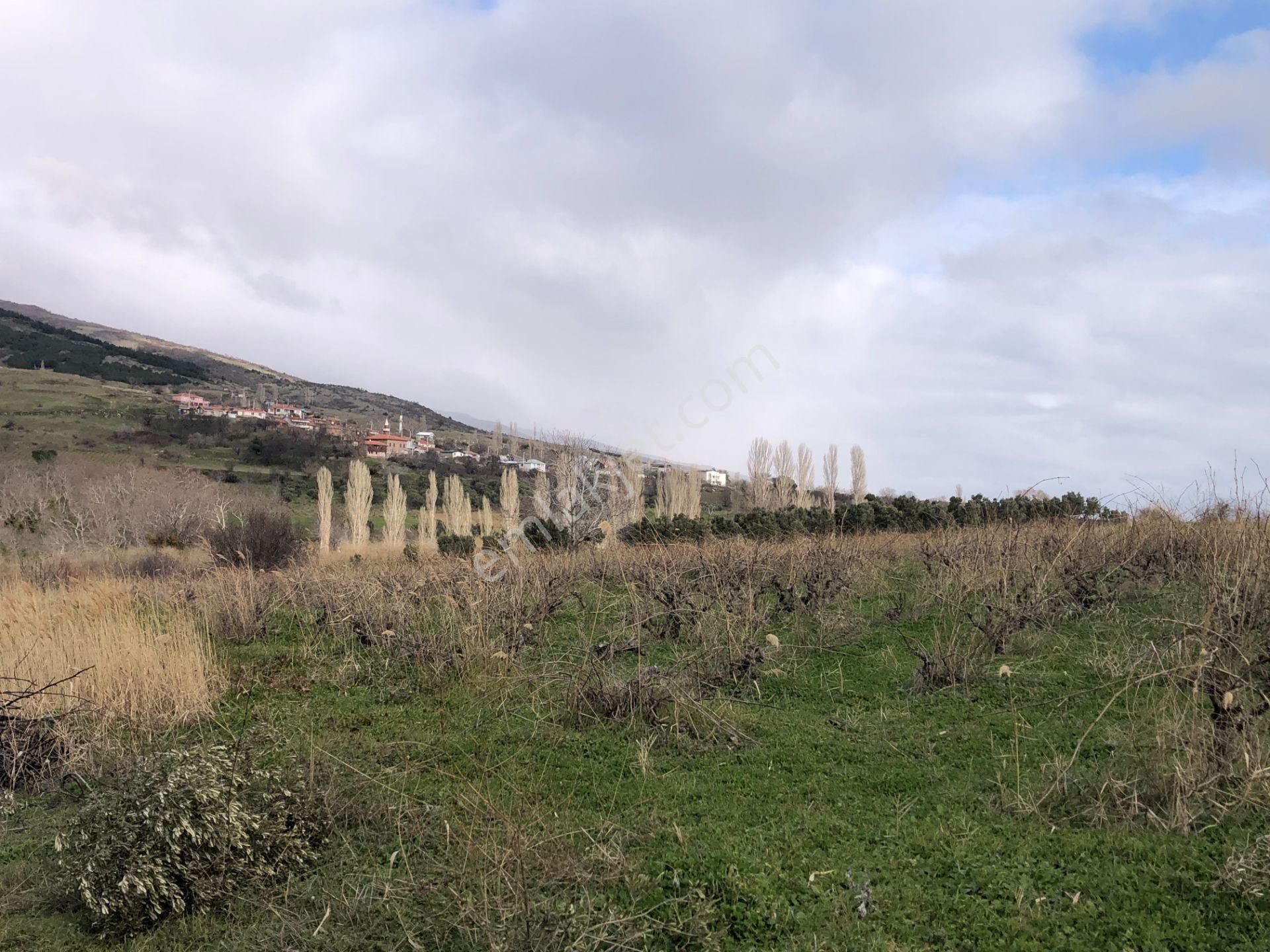 Şarköyde Işık Emlakta Güzelköy Mah De 5800 M2 Zeytinlik - Görsel 20