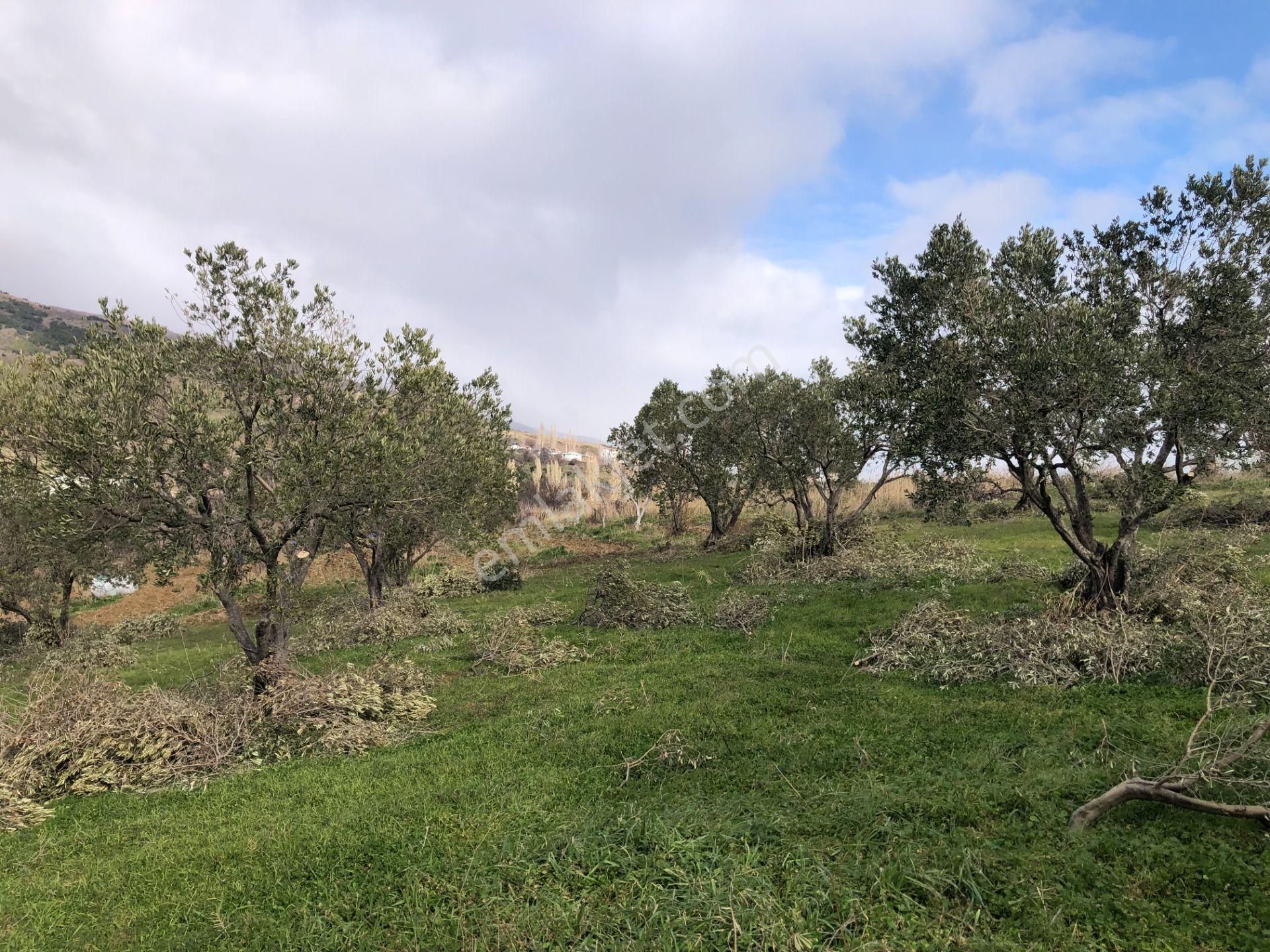 Şarköyde Işık Emlakta Güzelköy Mah De 5800 M2 Zeytinlik - Görsel 15