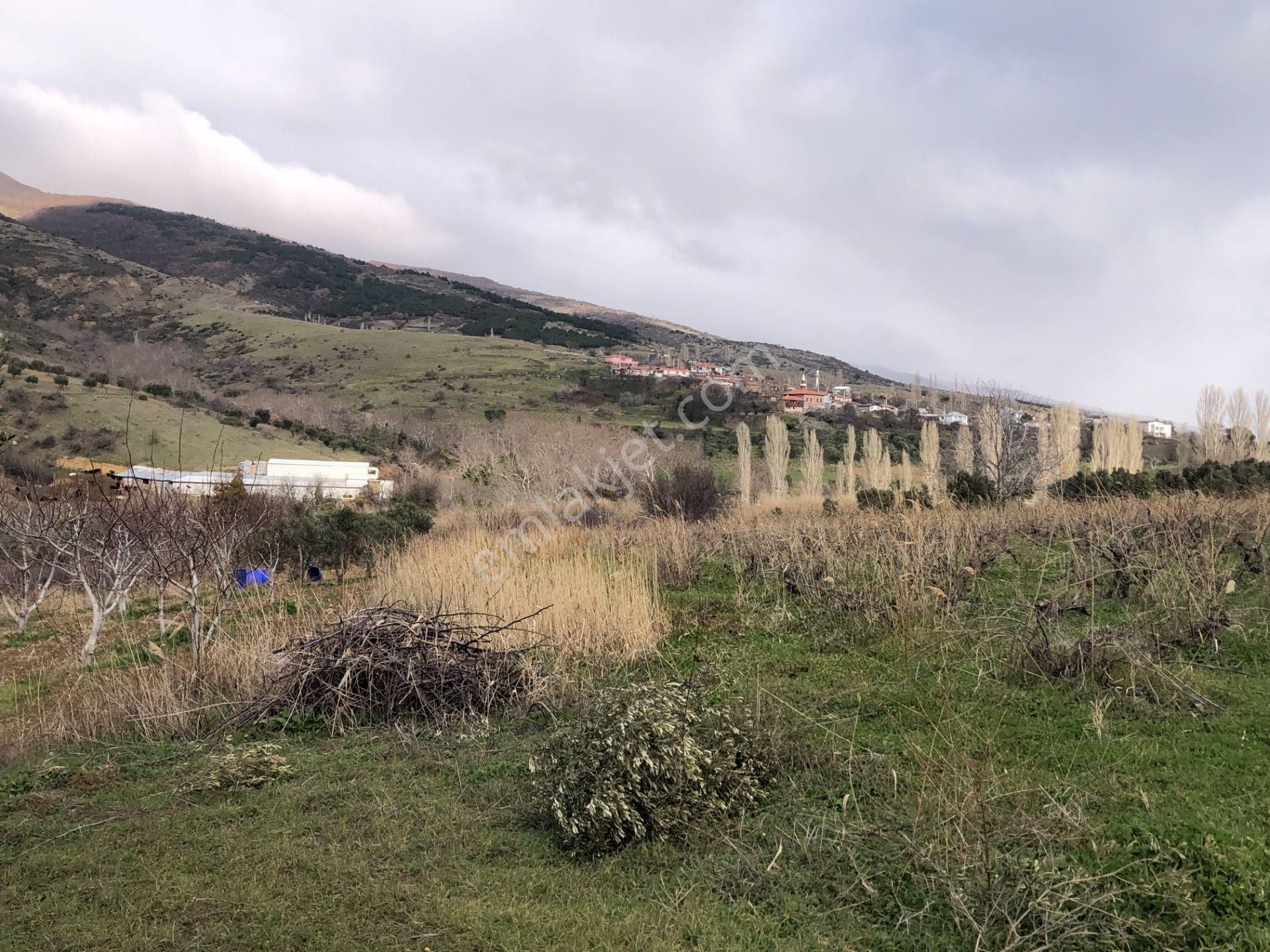 Şarköyde Işık Emlakta Güzelköy Mah De 5800 M2 Zeytinlik - Görsel 5