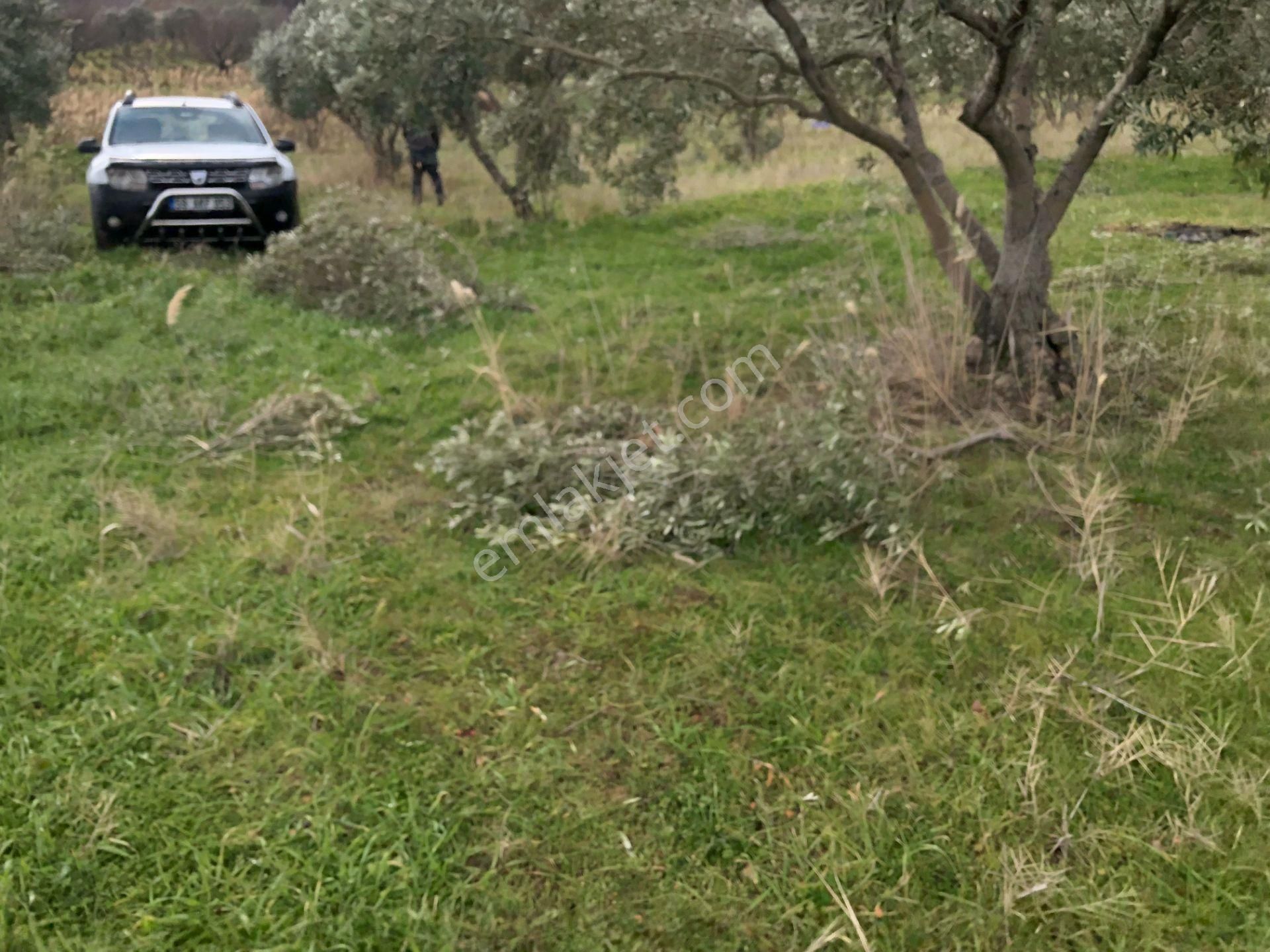 Şarköyde Işık Emlakta Güzelköy Mah De 5800 M2 Zeytinlik - Görsel 21