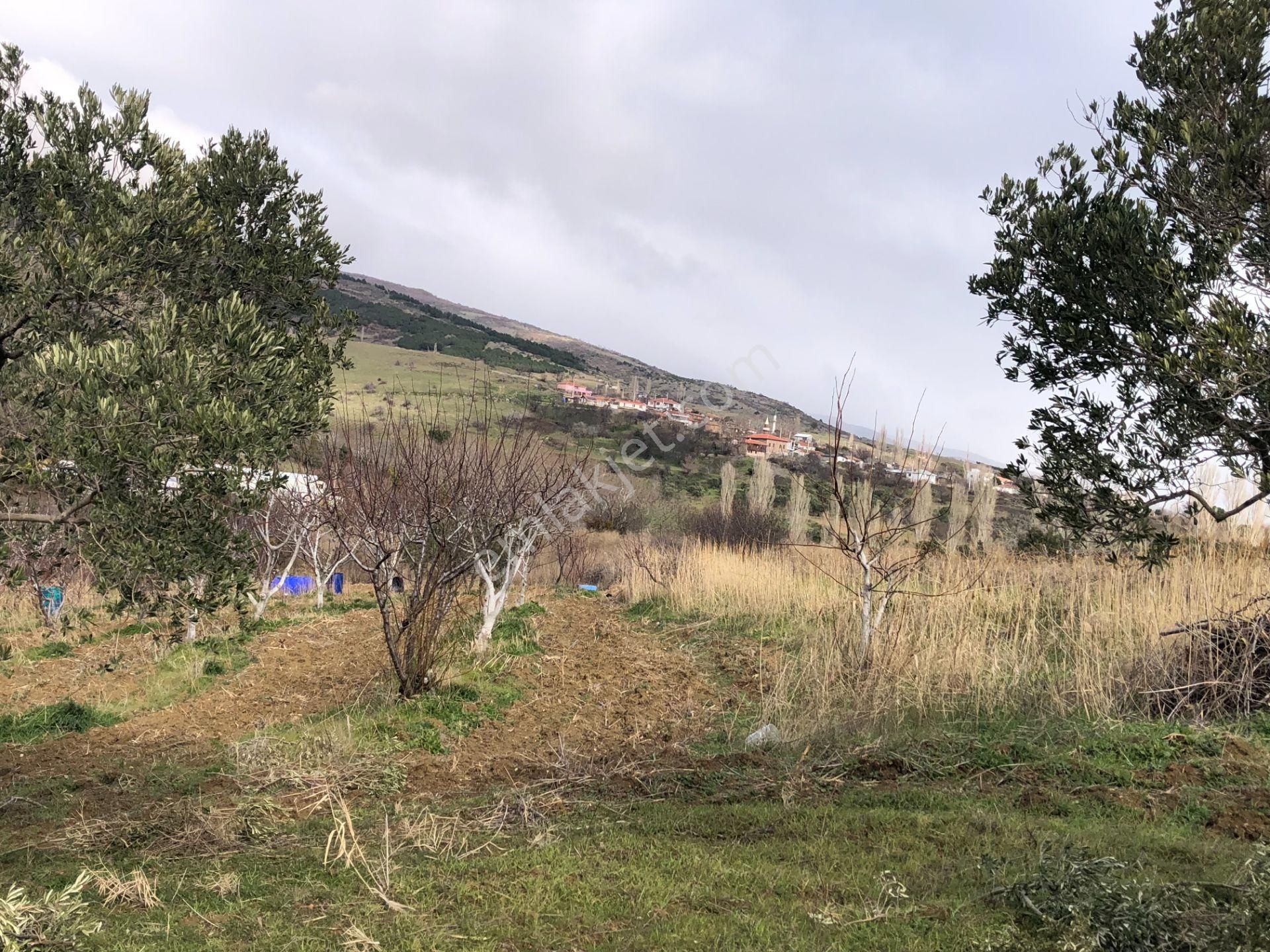 Şarköyde Işık Emlakta Güzelköy Mah De 5800 M2 Zeytinlik - Görsel 18