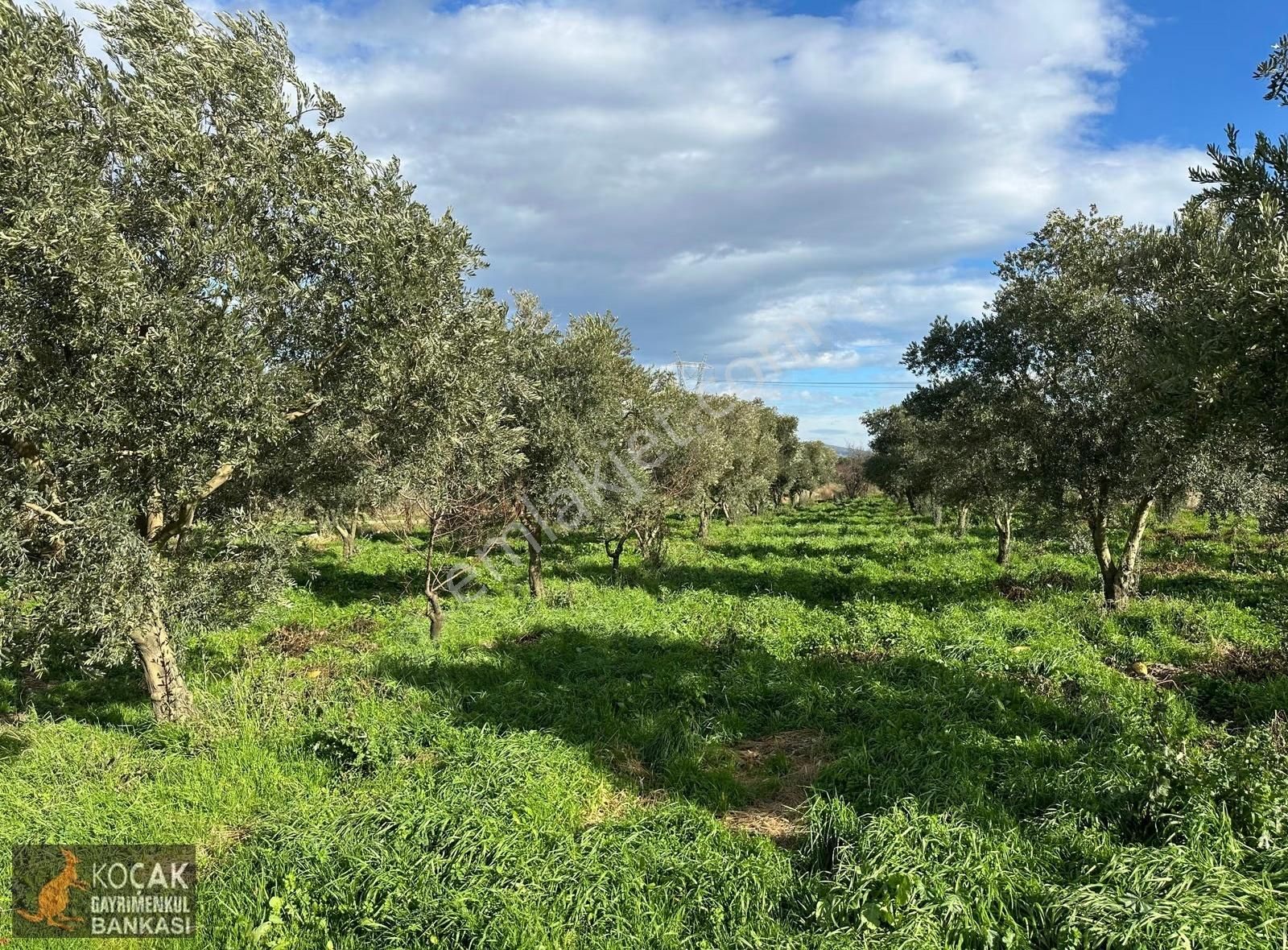 Çamdibi Köyü Yoluna Cepheli 12000 M2 Üzüm Bağı Ve Zeytin Bahçesi - Görsel 20