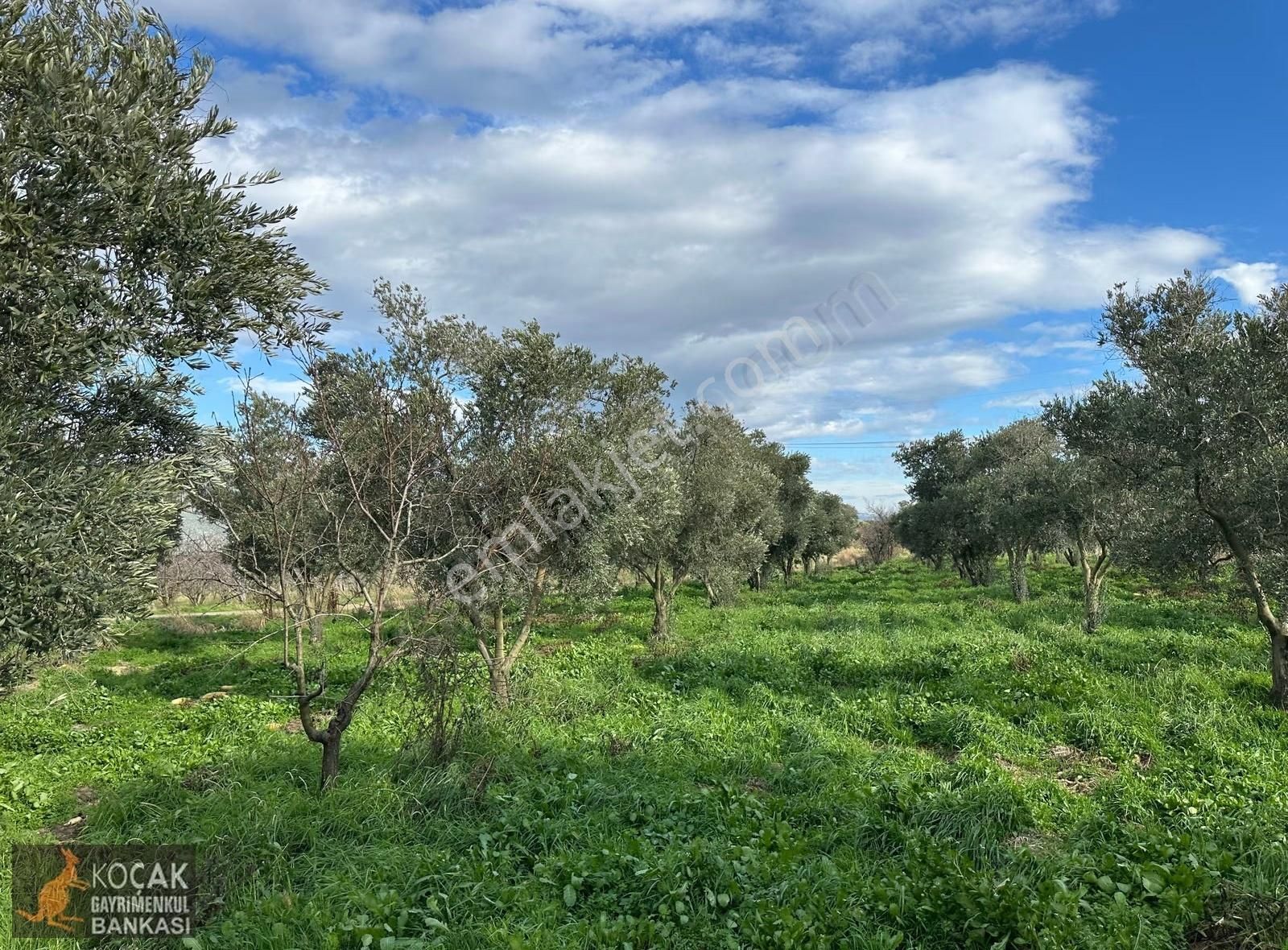 Çamdibi Köyü Yoluna Cepheli 12000 M2 Üzüm Bağı Ve Zeytin Bahçesi - Görsel 24