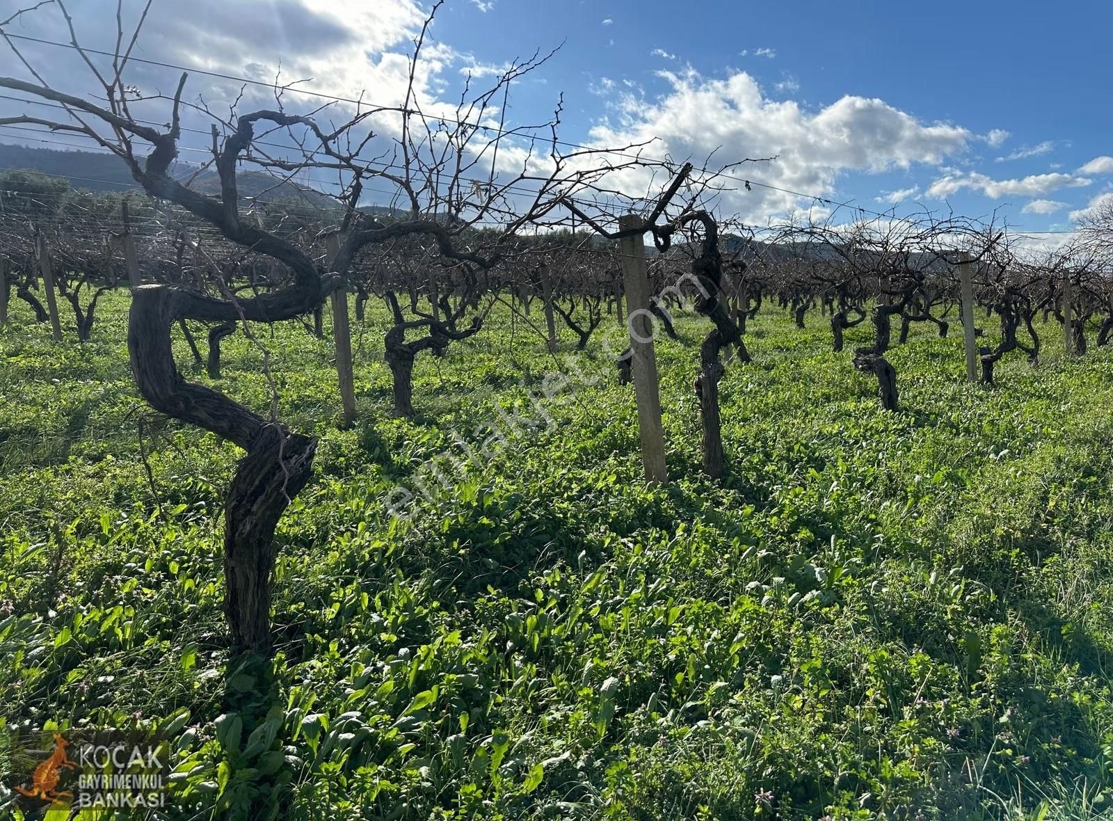 Çamdibi Köyü Yoluna Cepheli 12000 M2 Üzüm Bağı Ve Zeytin Bahçesi - Görsel 15