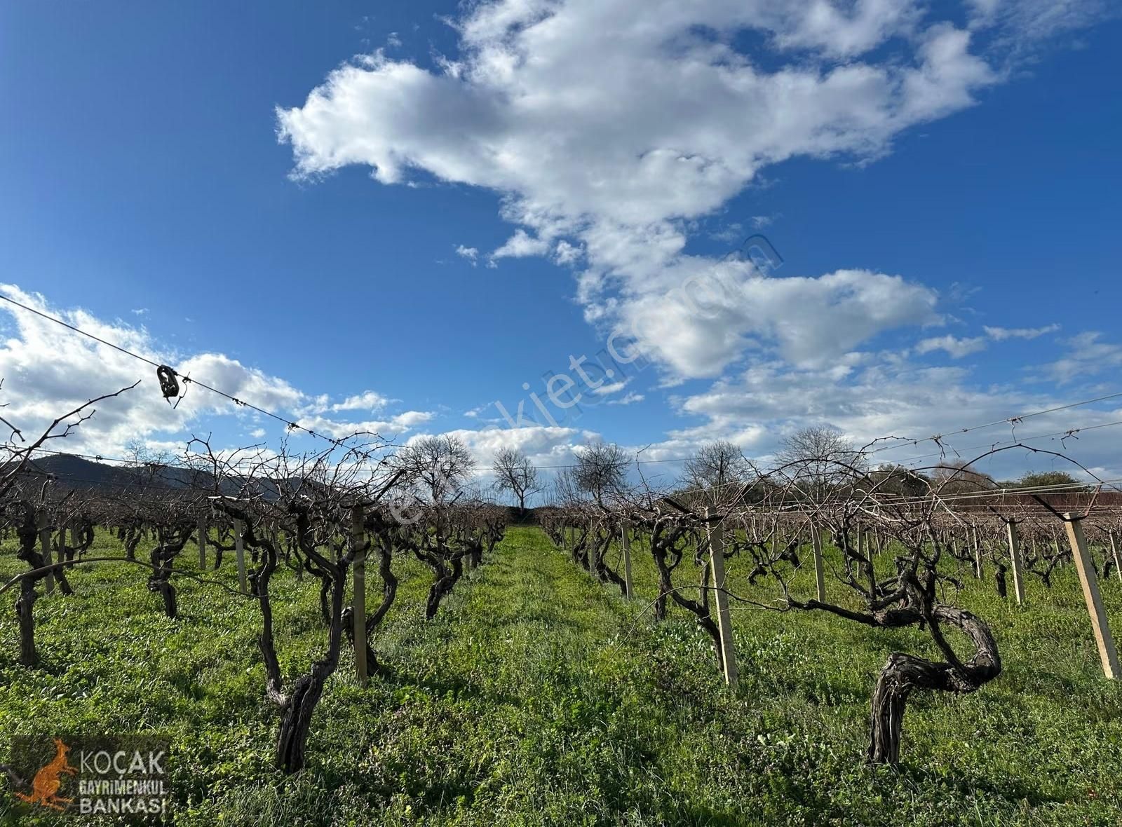 Çamdibi Köyü Yoluna Cepheli 12000 M2 Üzüm Bağı Ve Zeytin Bahçesi - Görsel 28