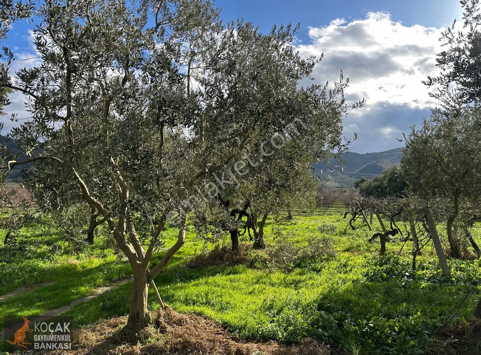 Çamdibi Köyü Yoluna Cepheli 12000 M2 Üzüm Bağı Ve Zeytin Bahçesi - Görsel 11